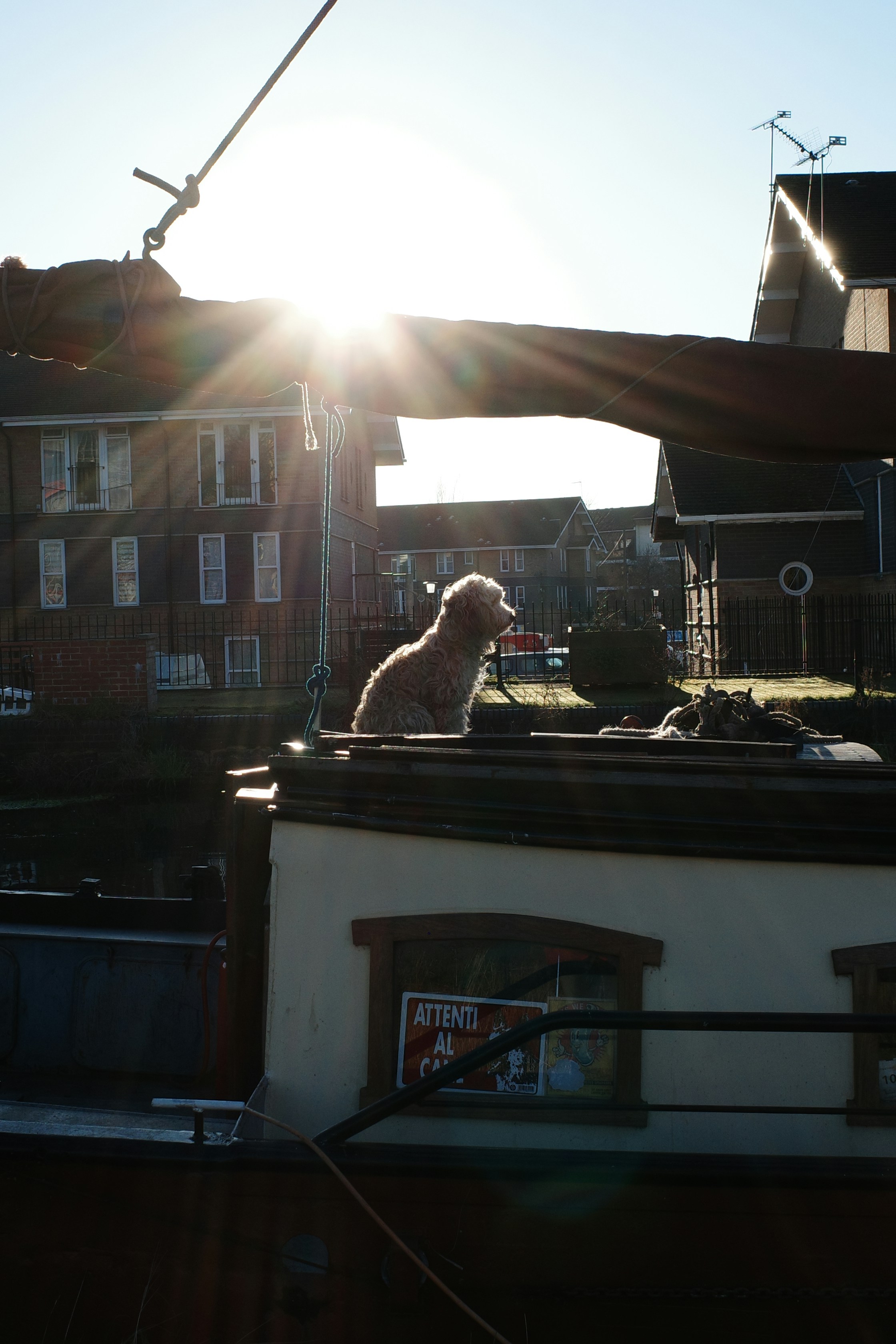 Dog sitting on a boat at sunset