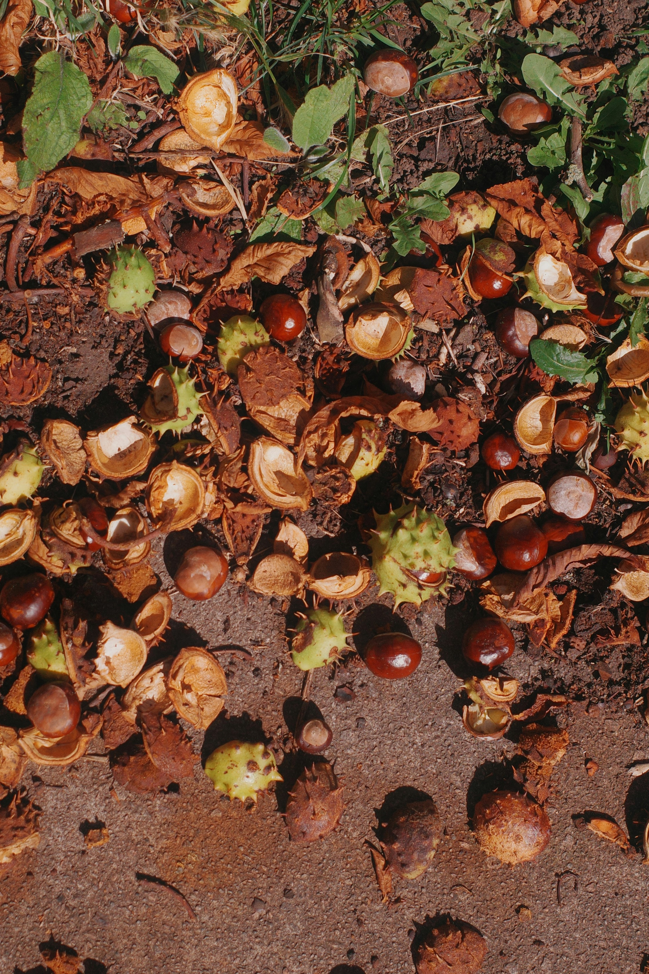 Photo by ilincaroman