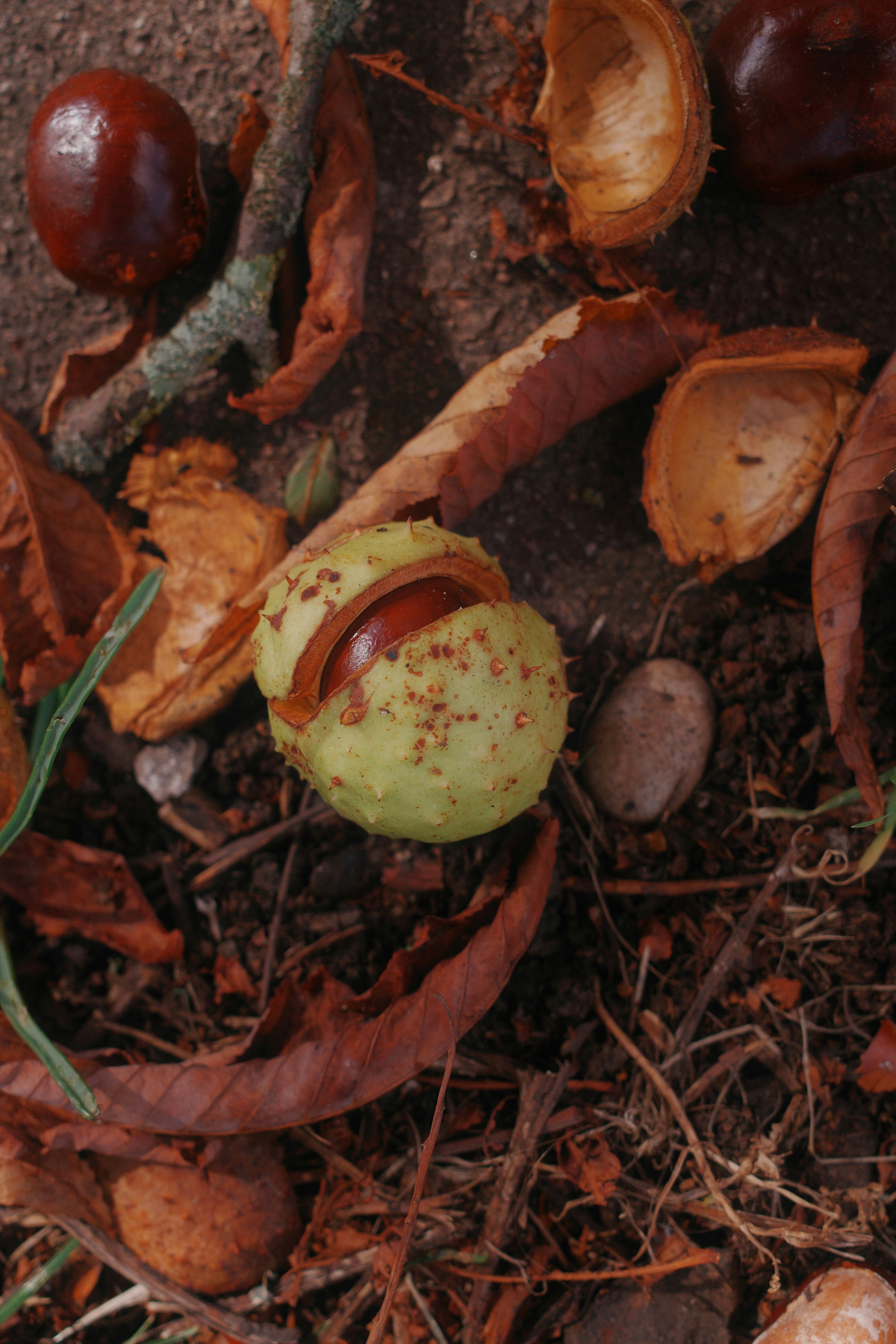 Photo by ilincaroman