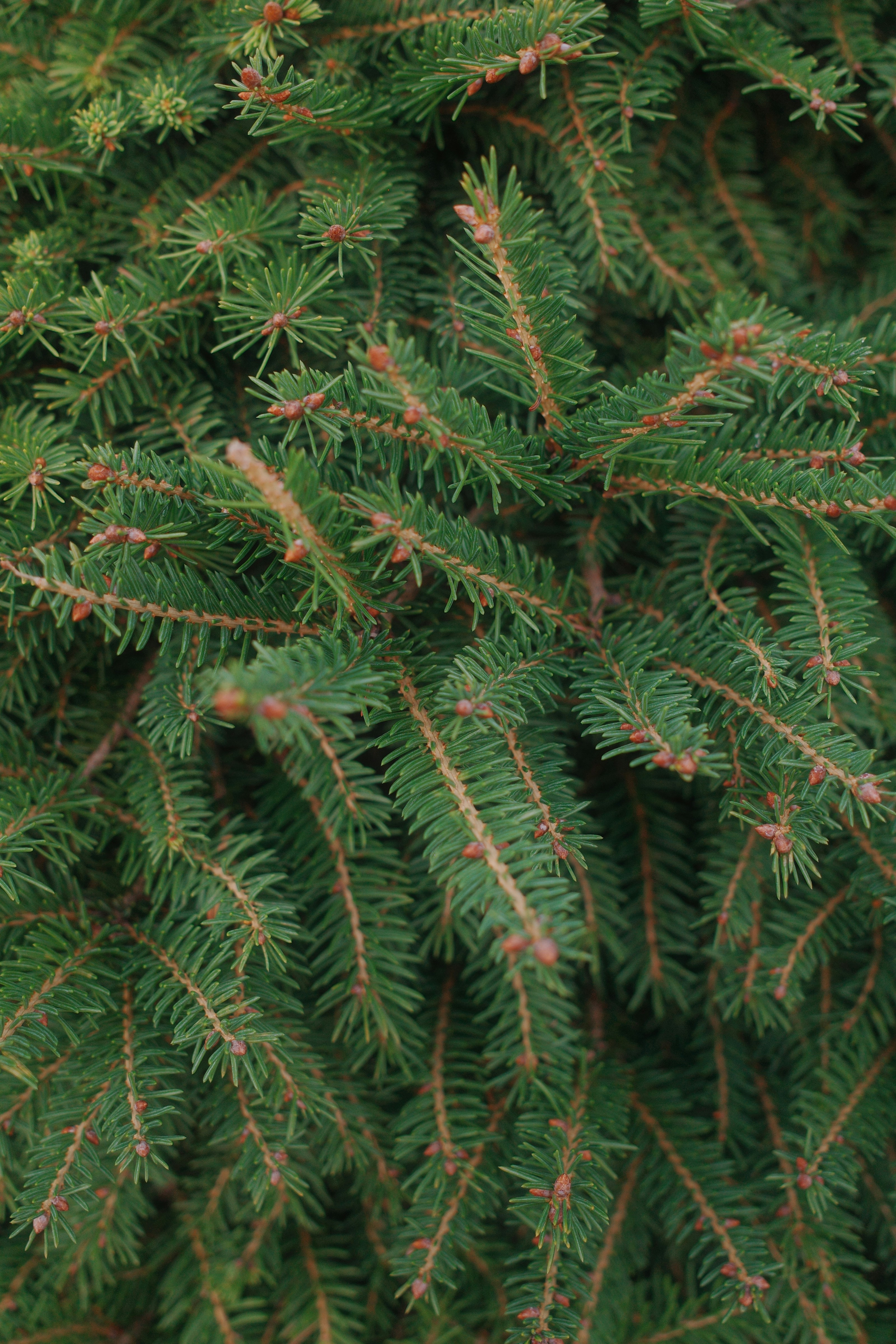 Photo by ilincaroman