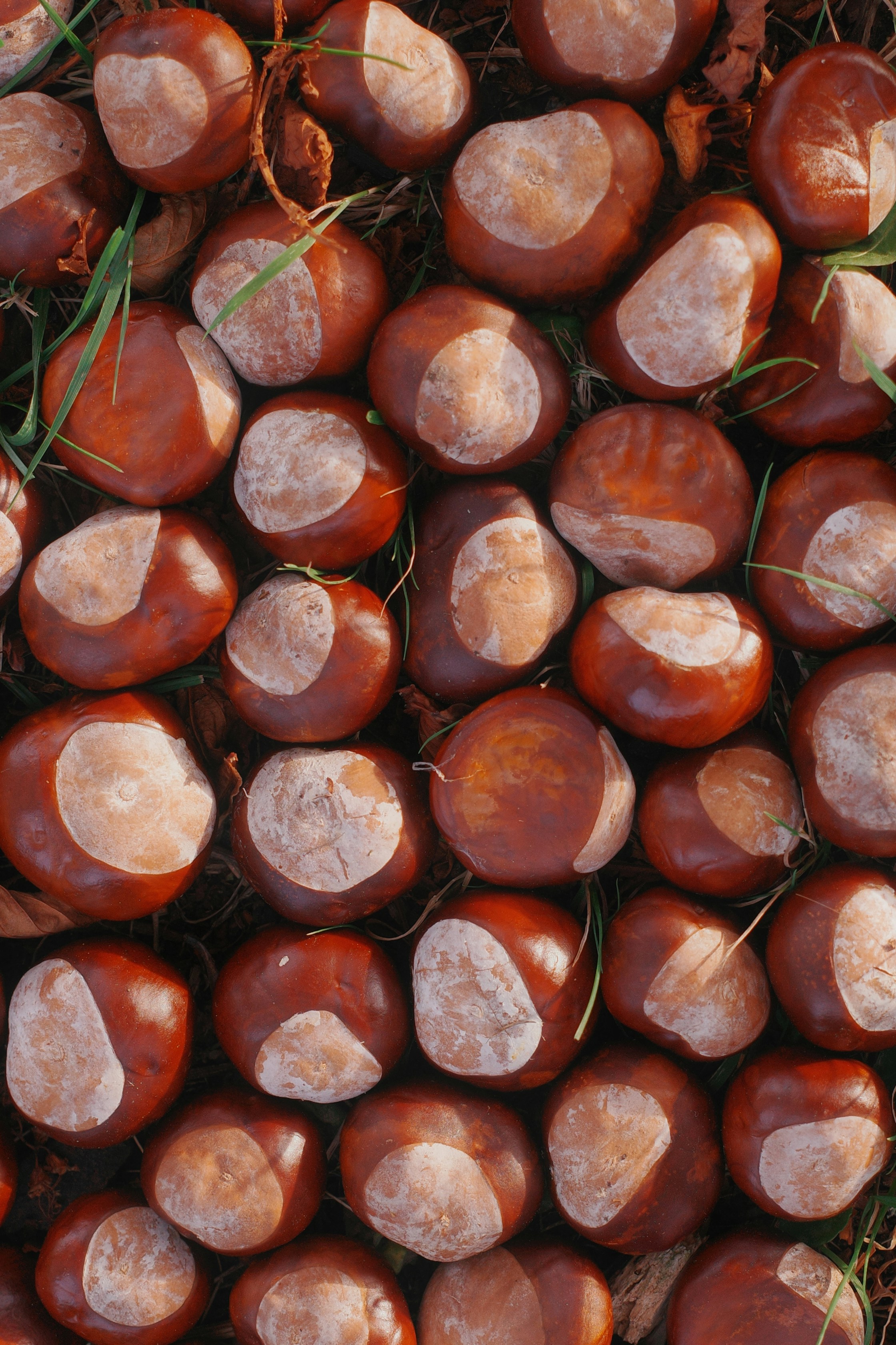 Photo by ilincaroman