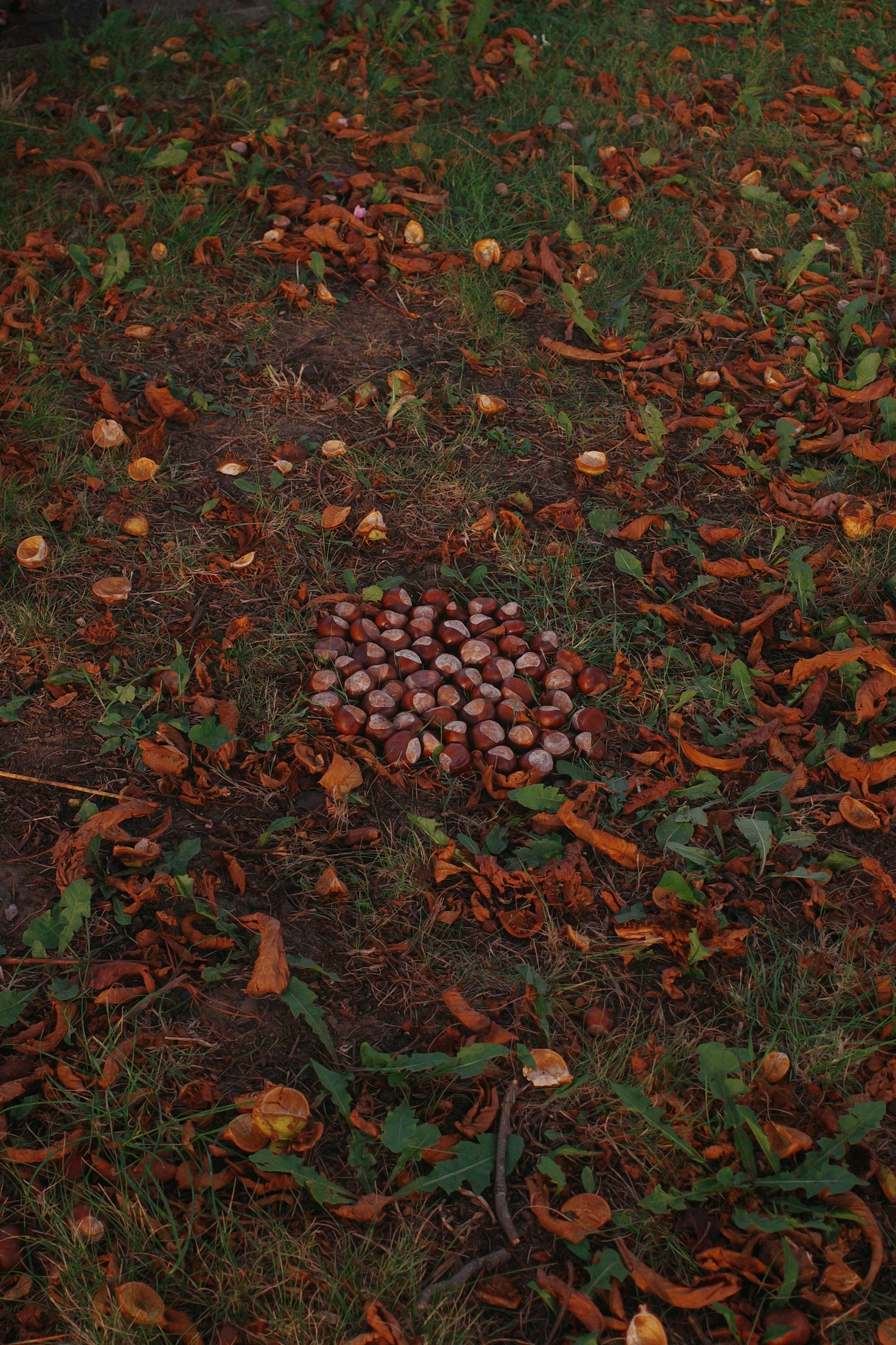 Photo by ilincaroman