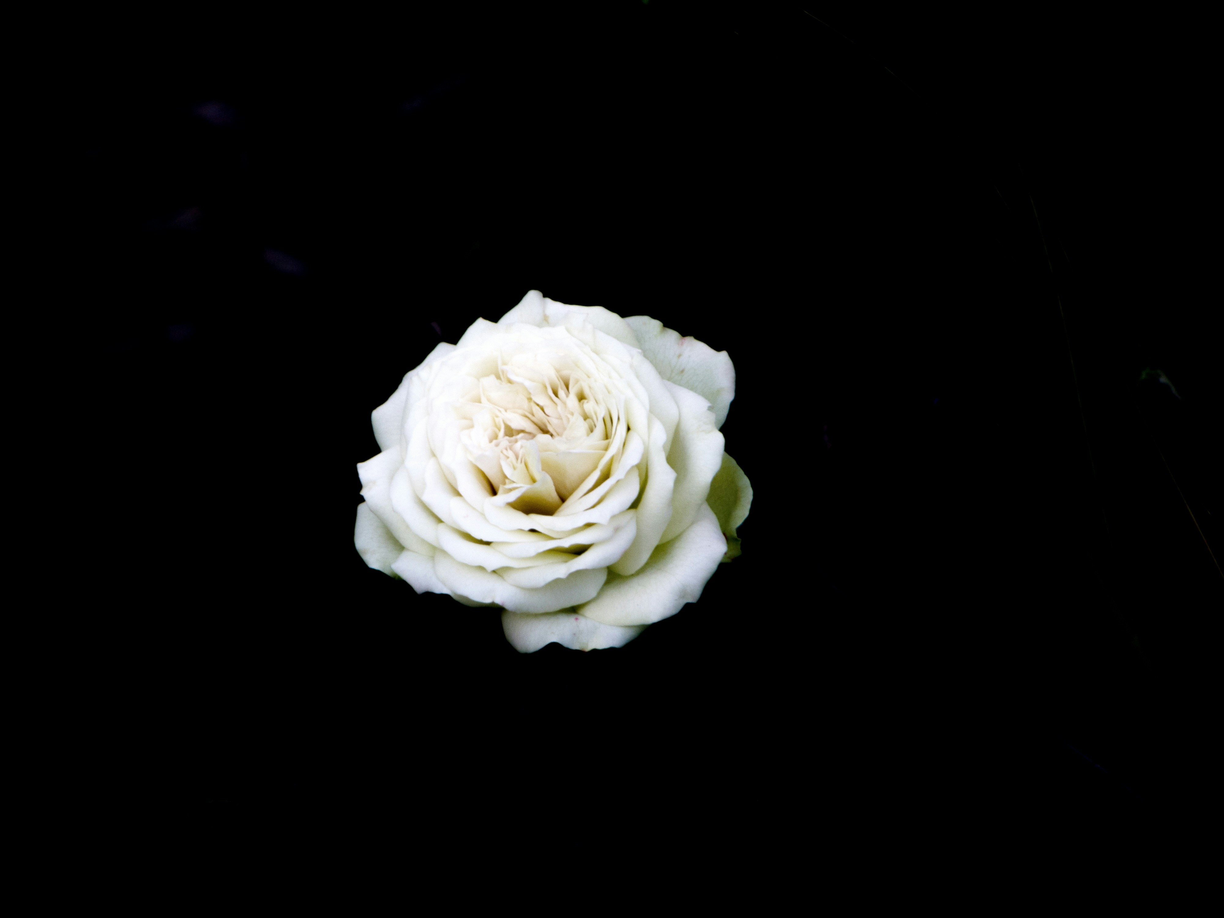 Photo by daniel_tungsten