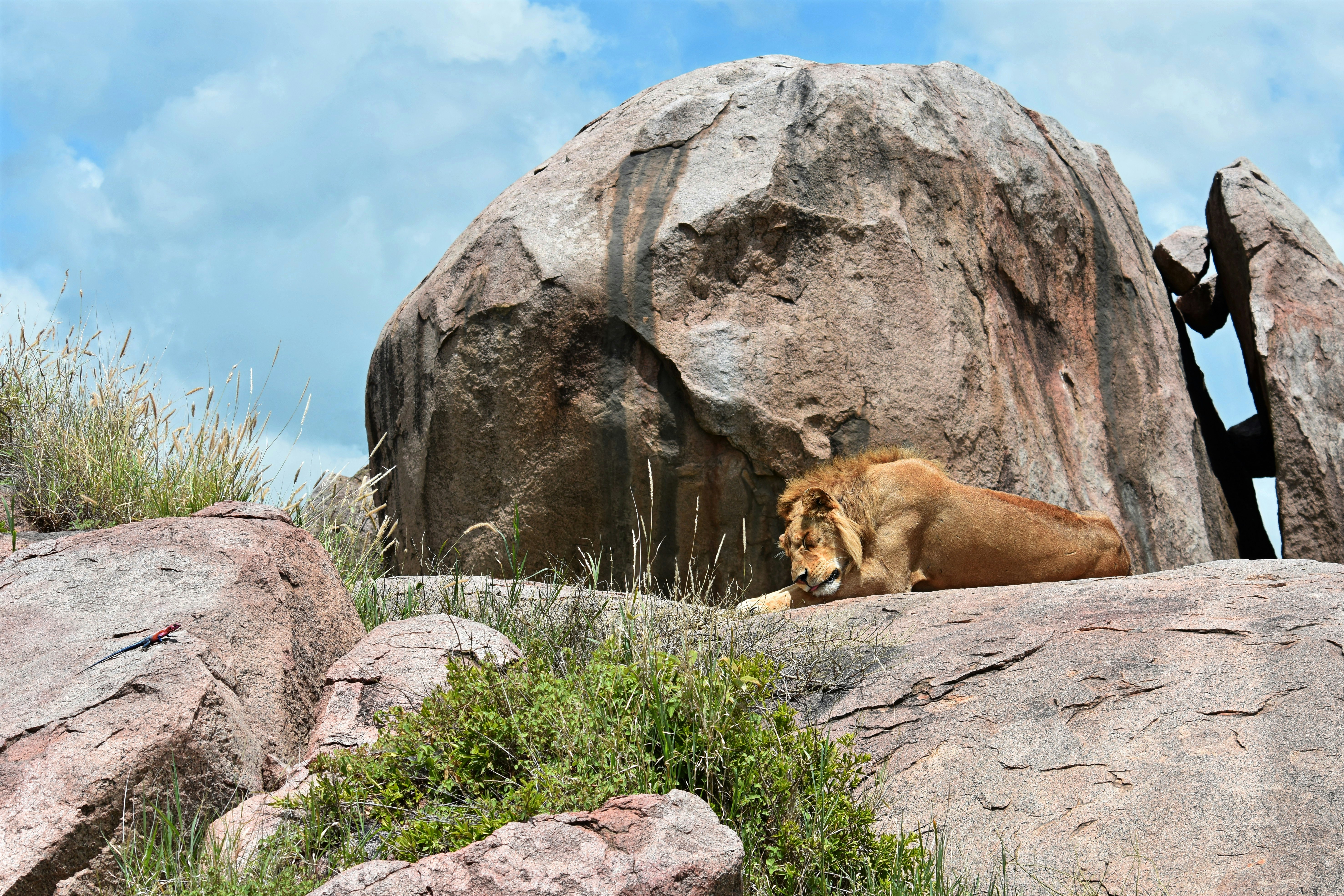 Lion resting on a large rock formation