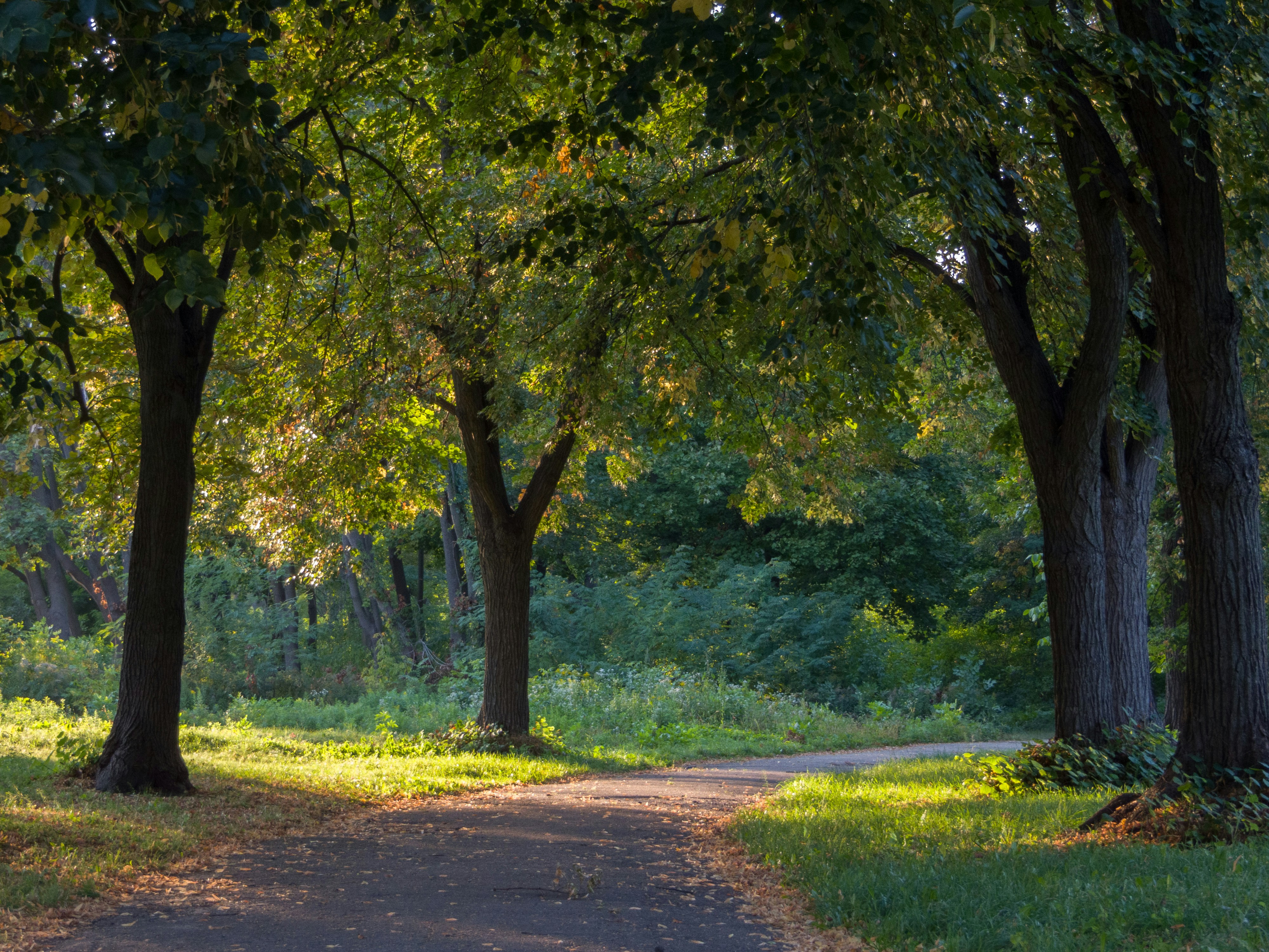 A turning path through a park with birch trees