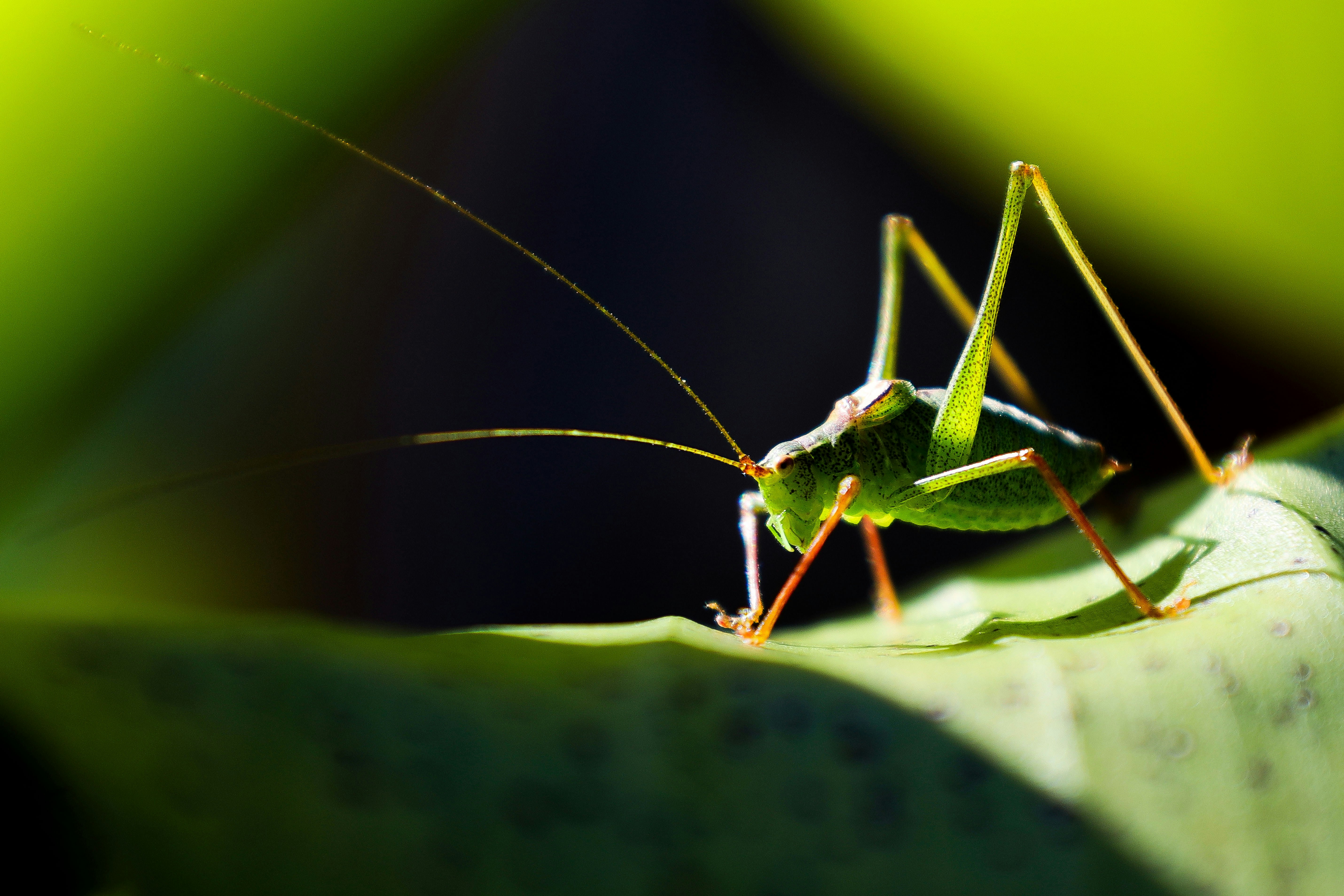 A green grasshopper rests on a large green leaf.