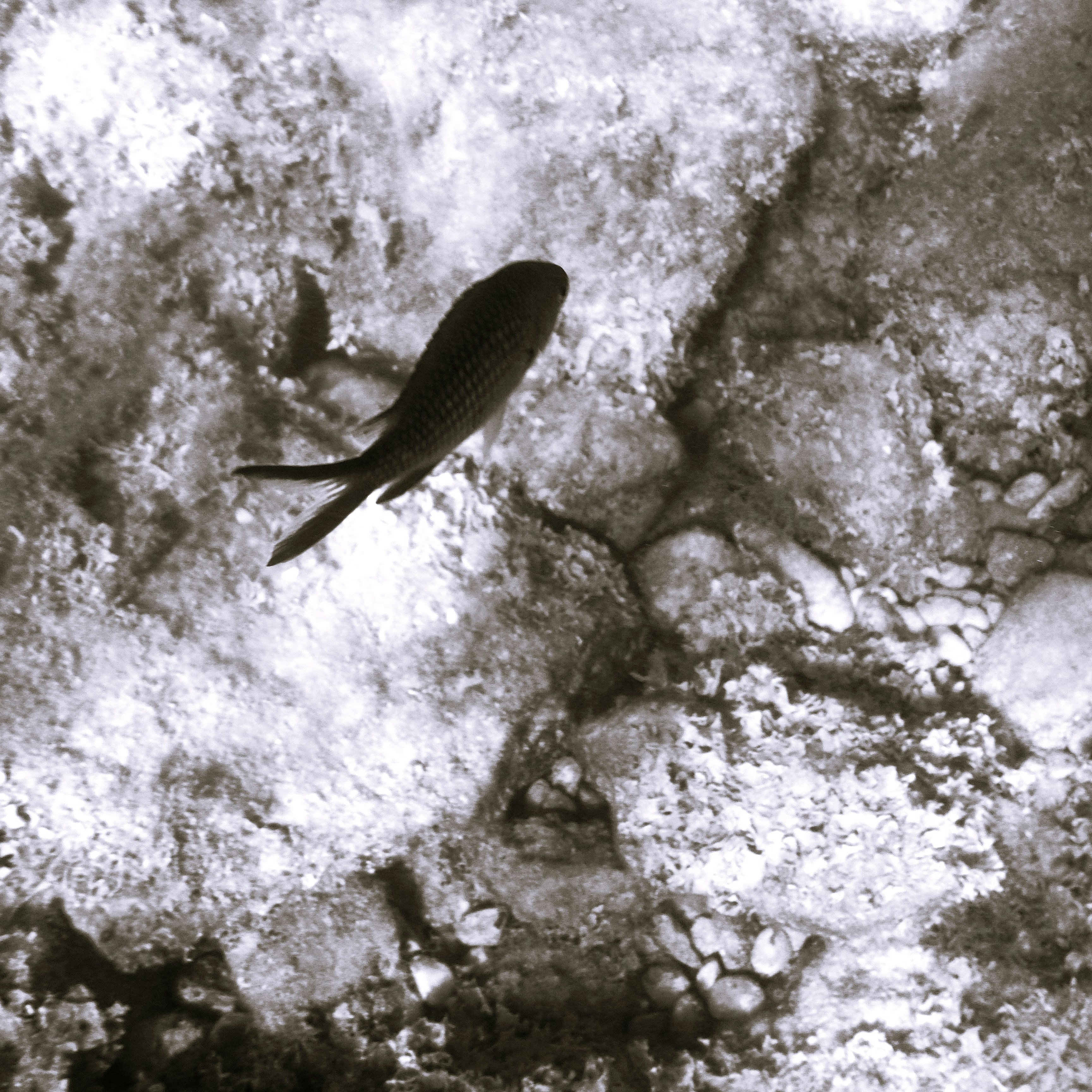 A single fish swims above rocky riverbed.
