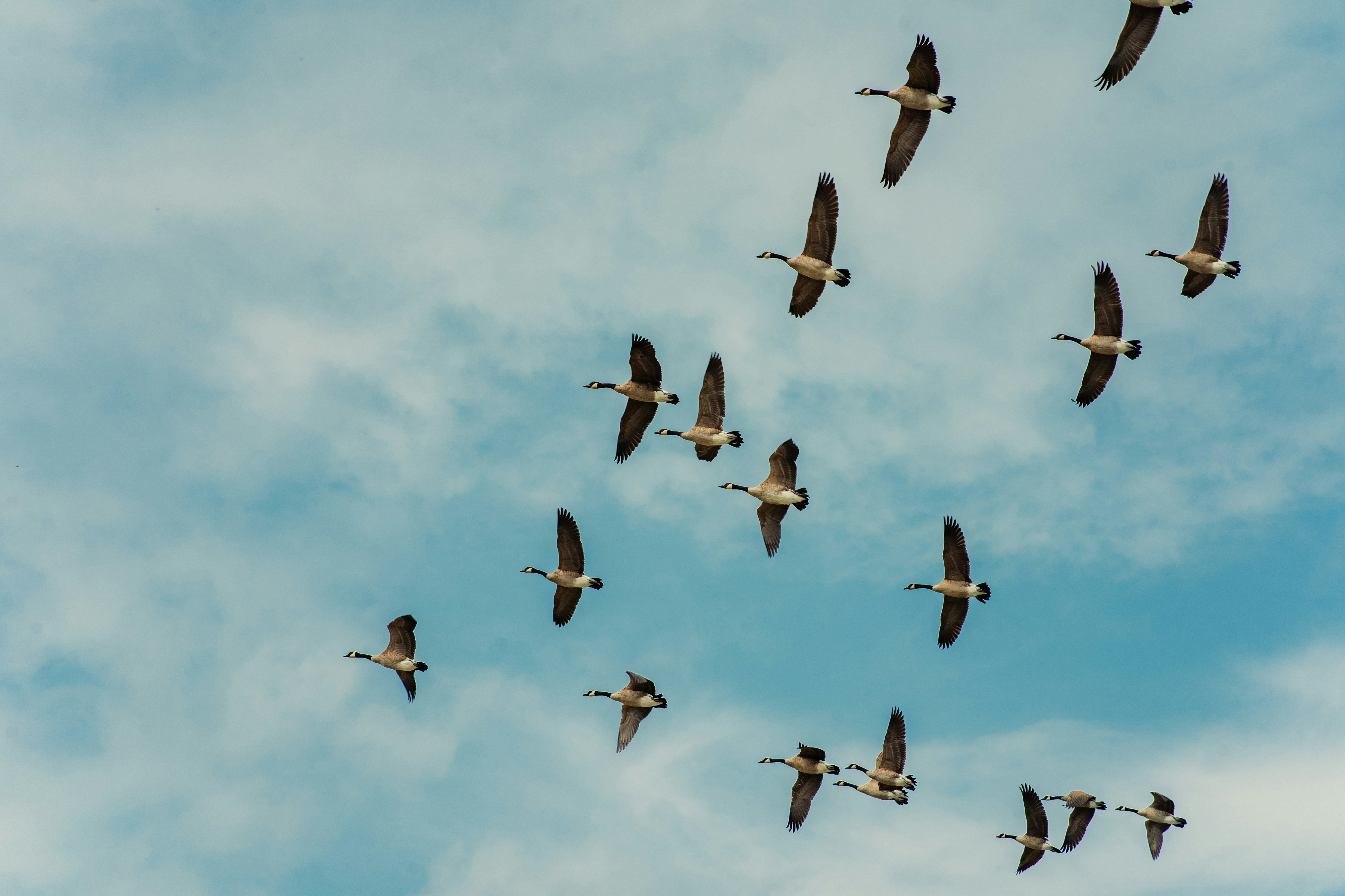A flock of birds flying in a v formation.