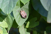 A brown stink bug rests on a green leaf.