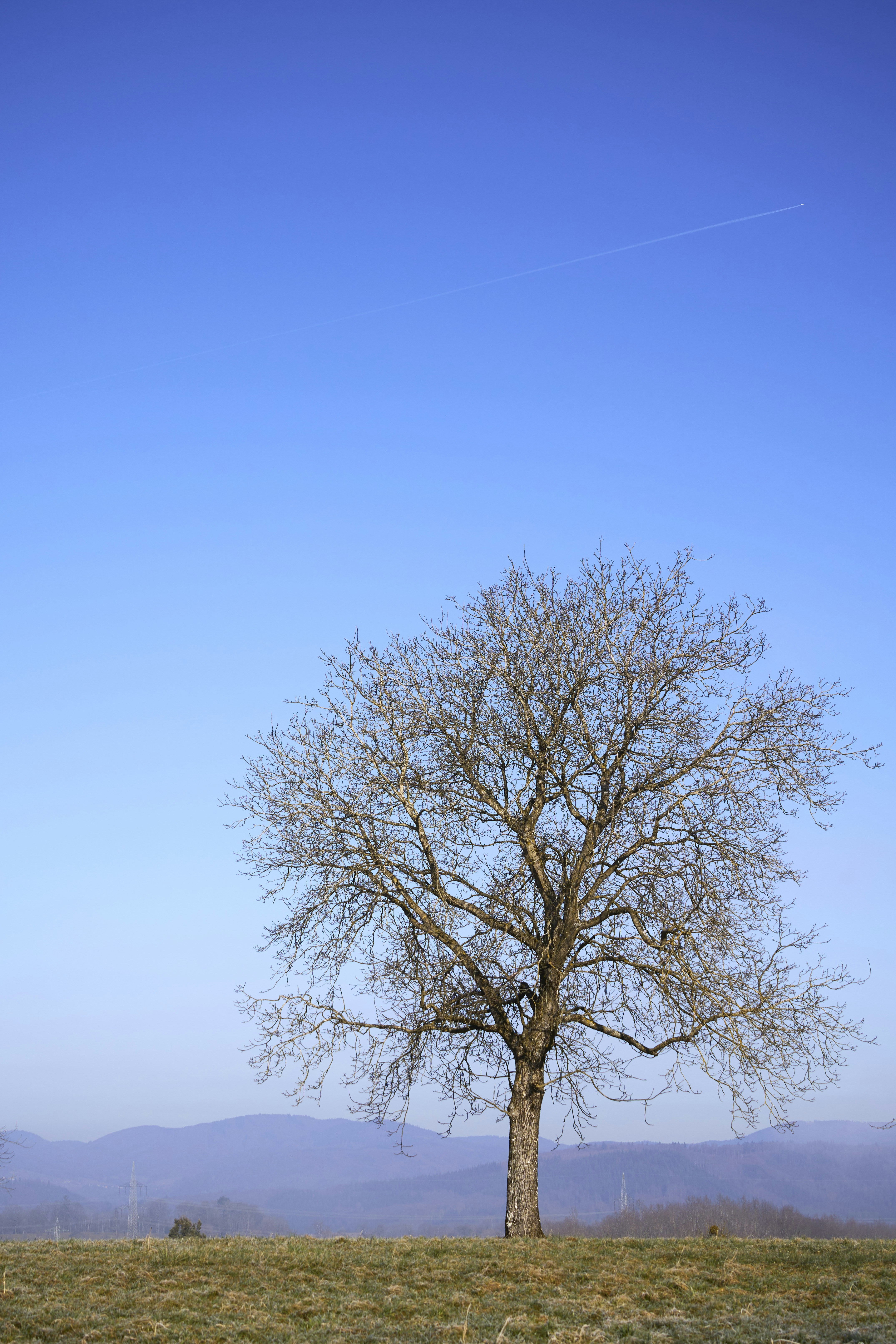 Photo by wolfgang_hasselmann