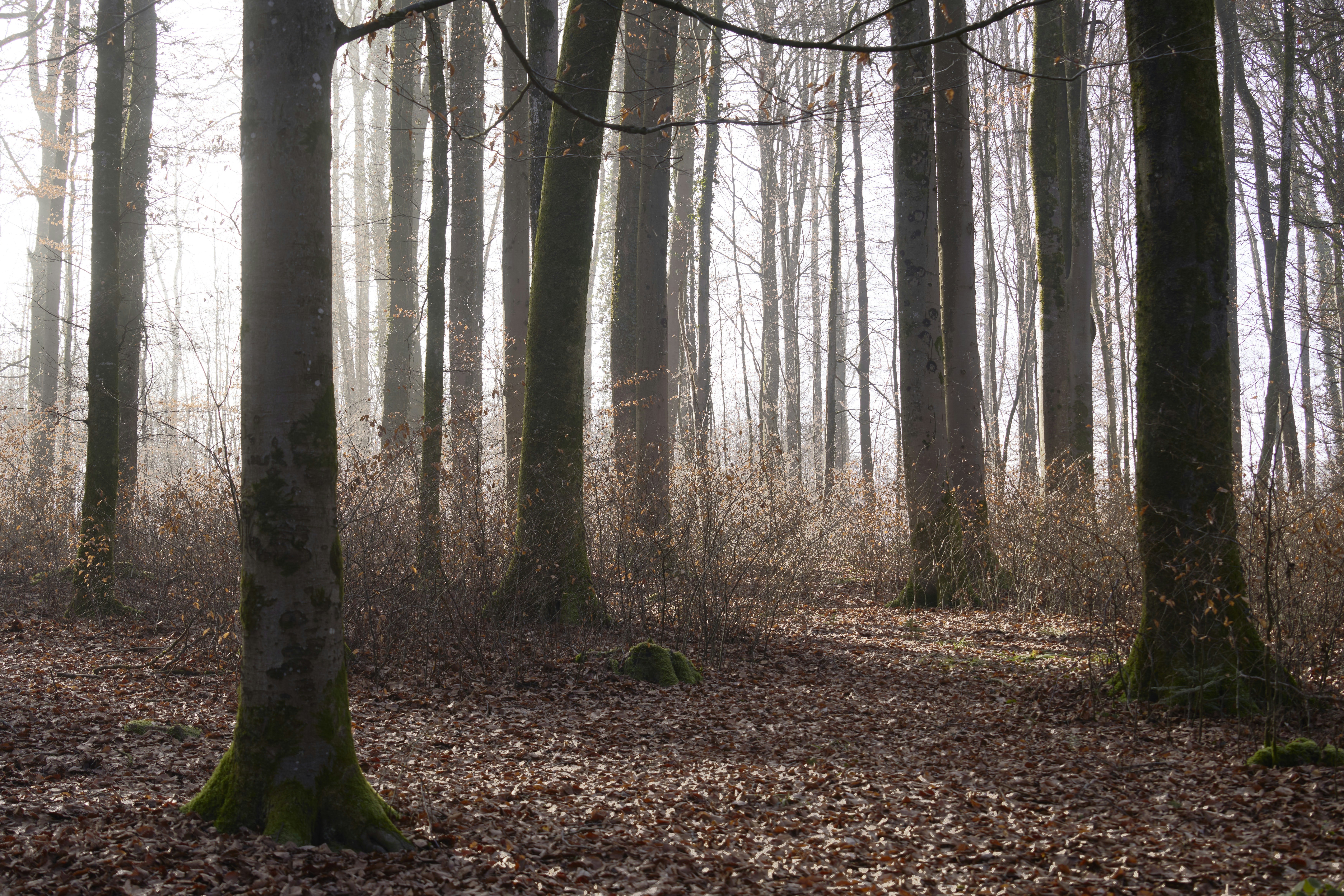 Photo by wolfgang_hasselmann