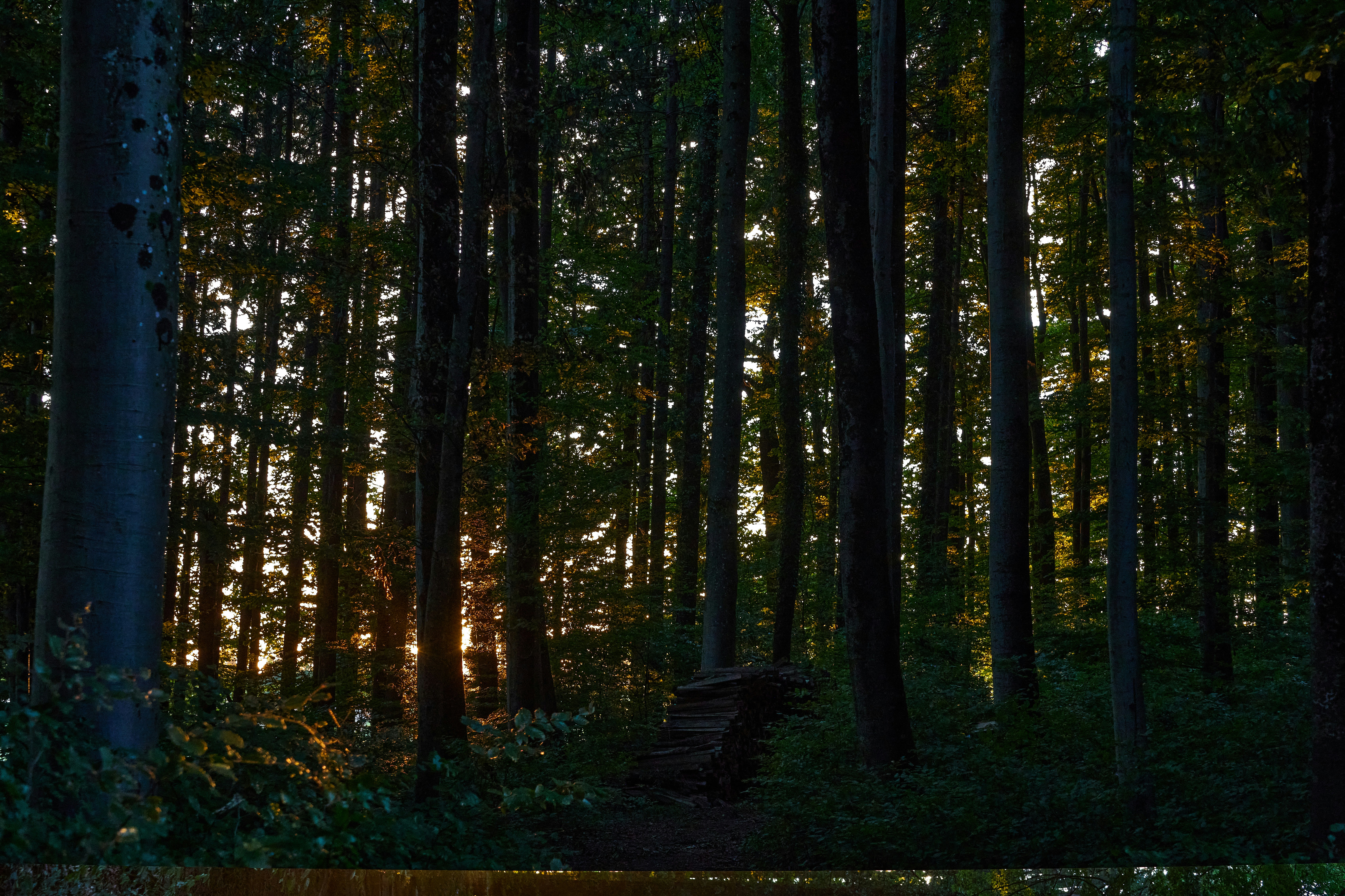 Photo by wolfgang_hasselmann