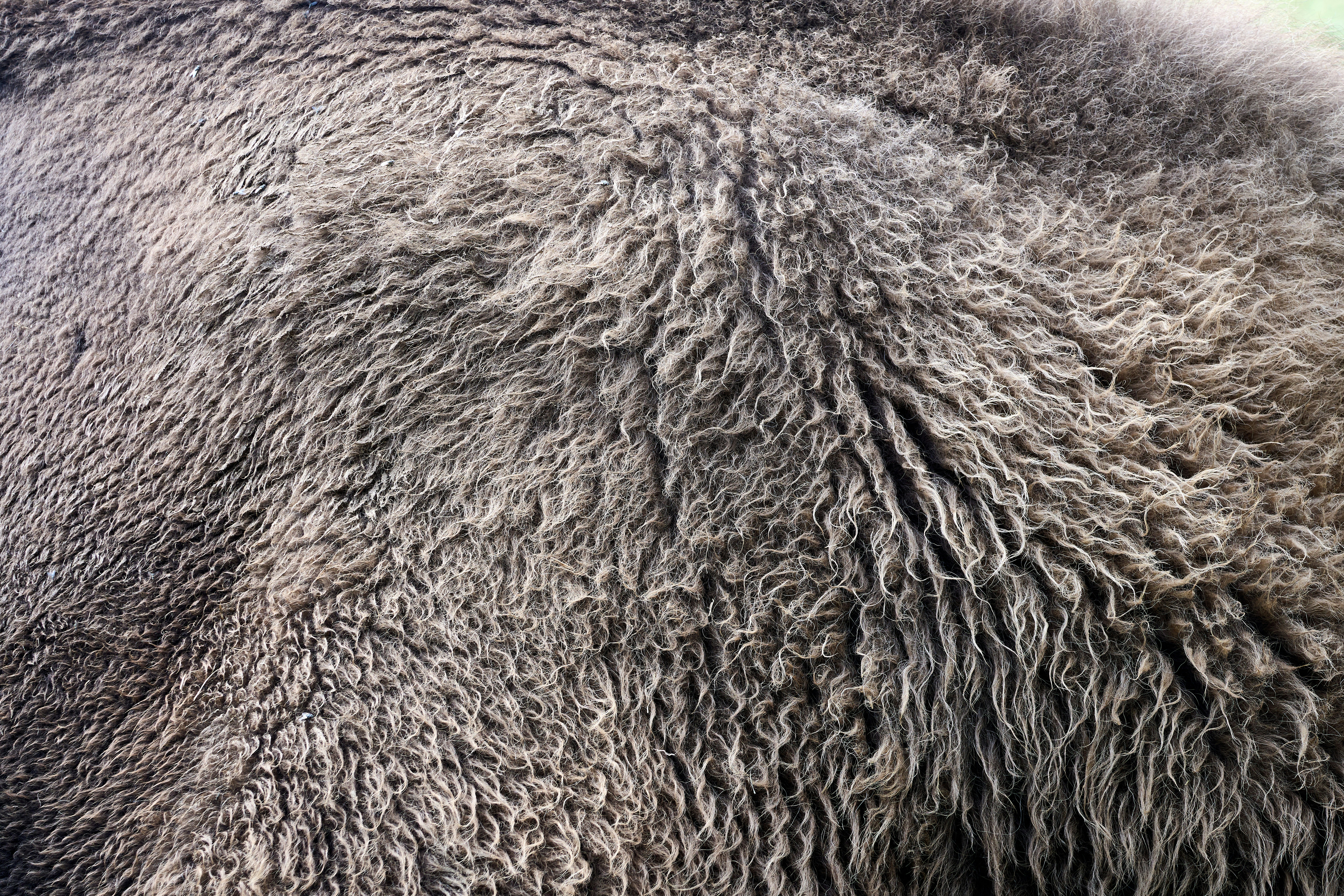 Photo by wolfgang_hasselmann