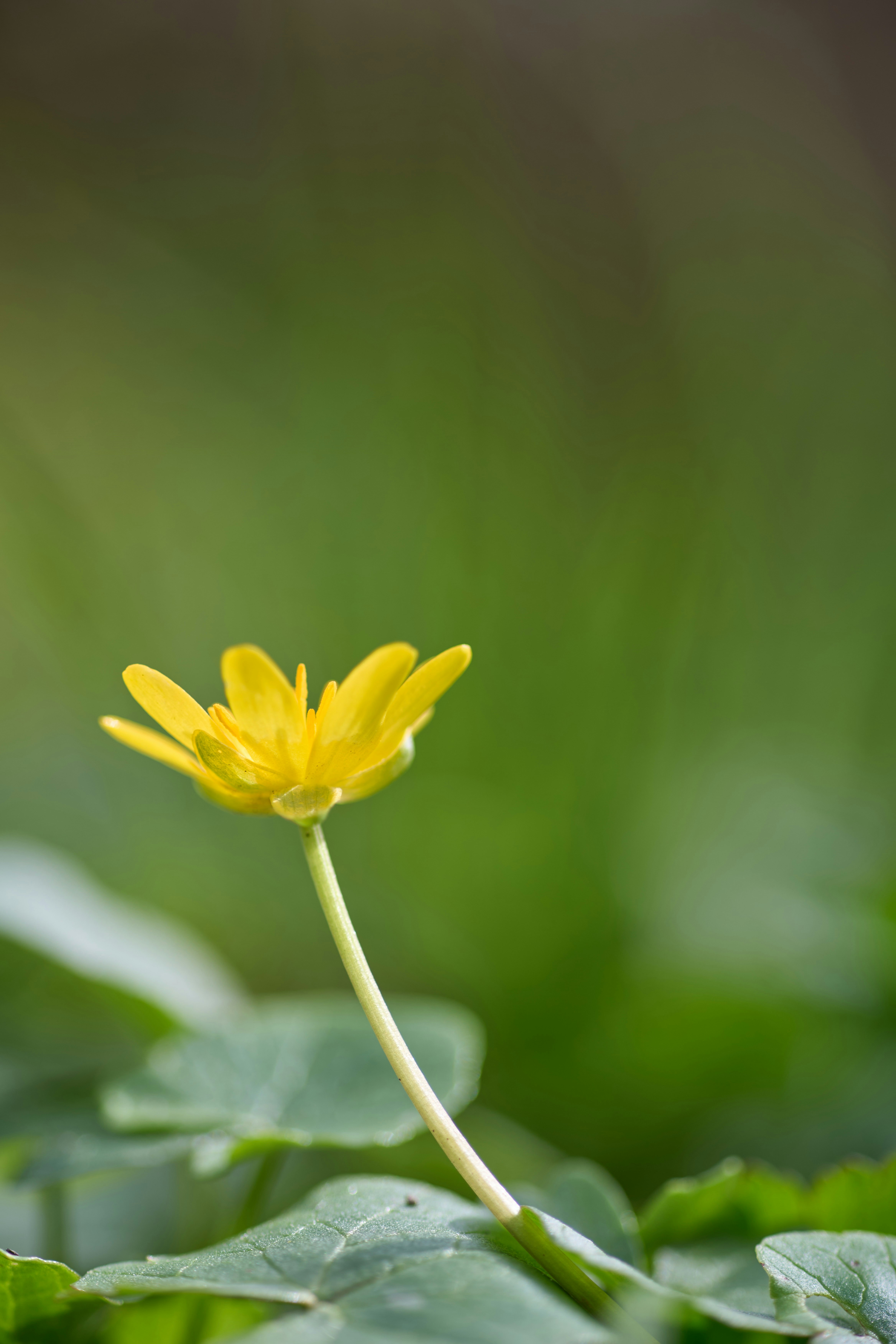 Photo by wolfgang_hasselmann