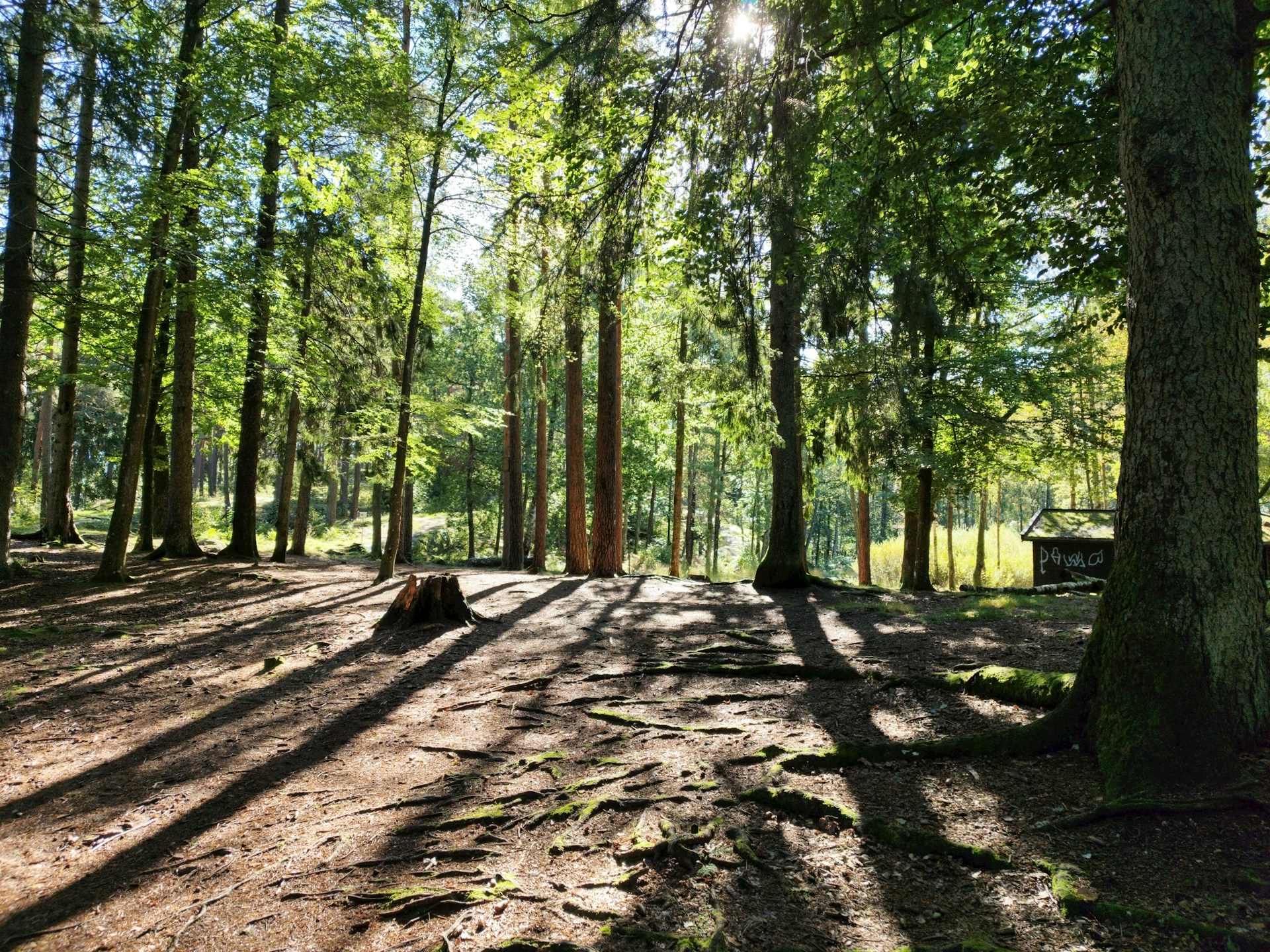 Sunlight streams through a forest canopy onto a path.