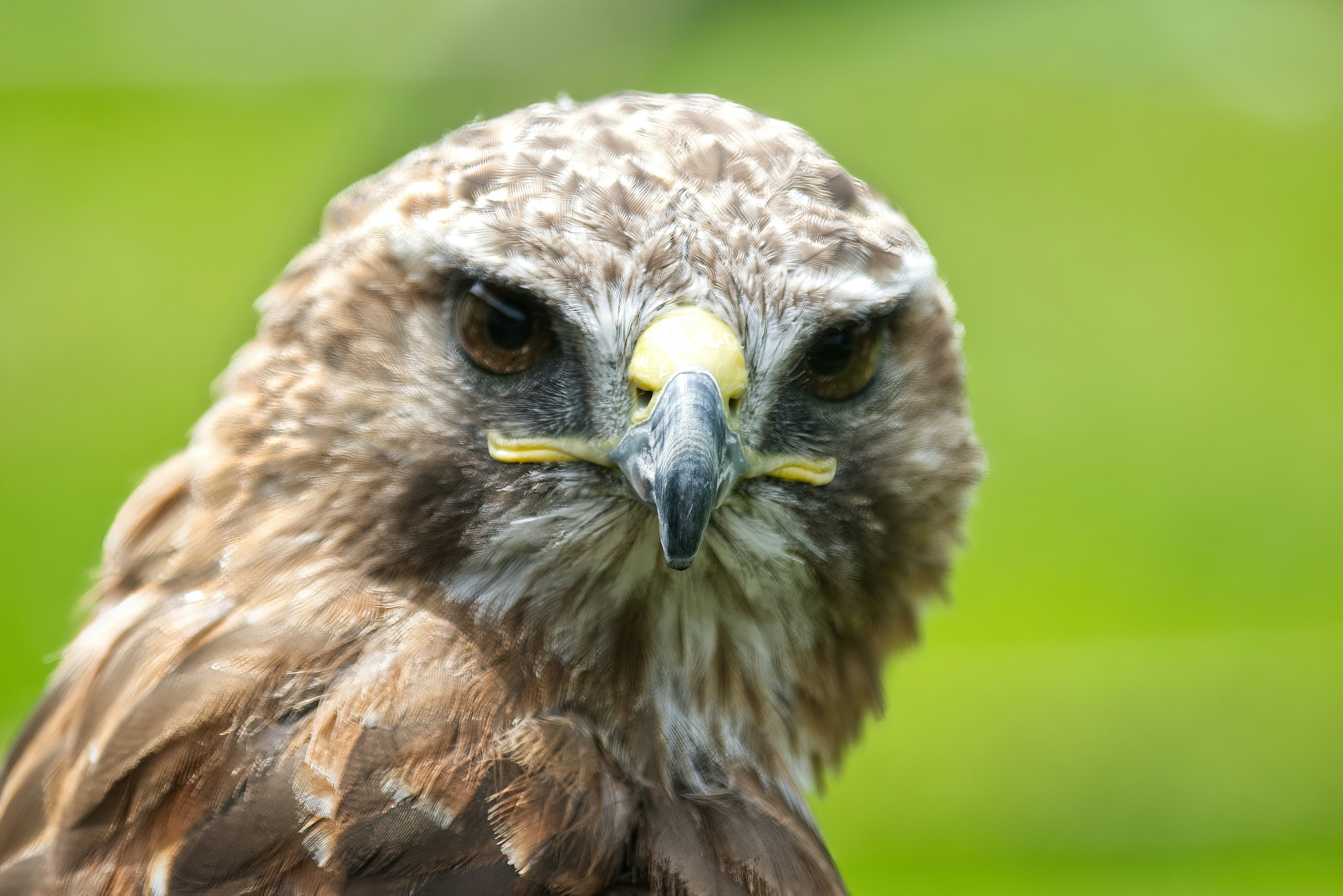 Rock and Raptors: High-Intensity Seekers (image credits: unsplash)