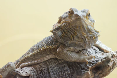 A bearded dragon rests on a tree branch.