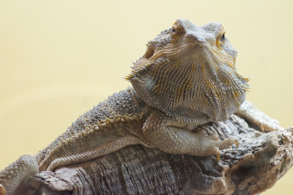 Nano aquascape setup guide — step-by-step visual example