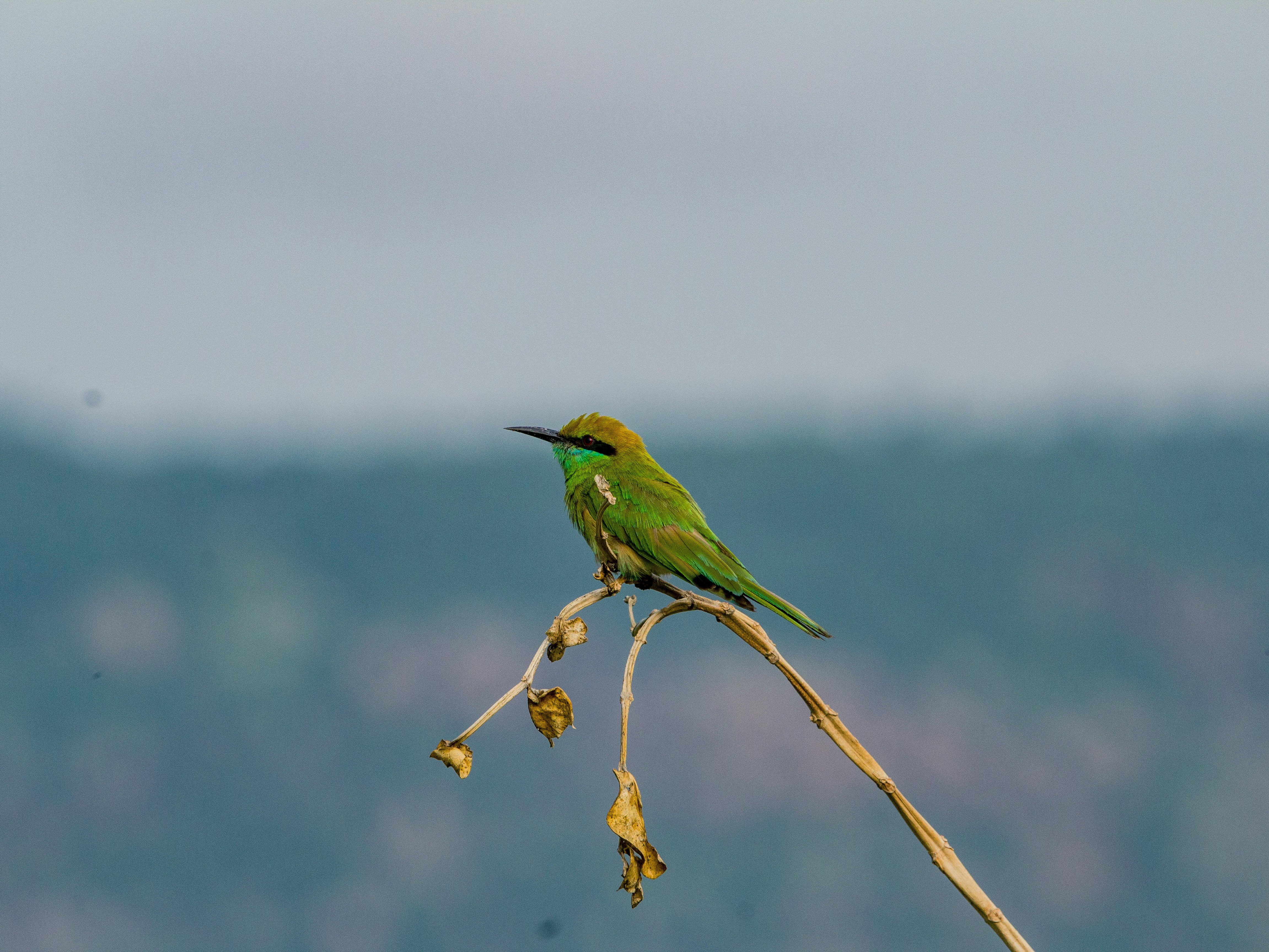 Photo by gupta_pranav28