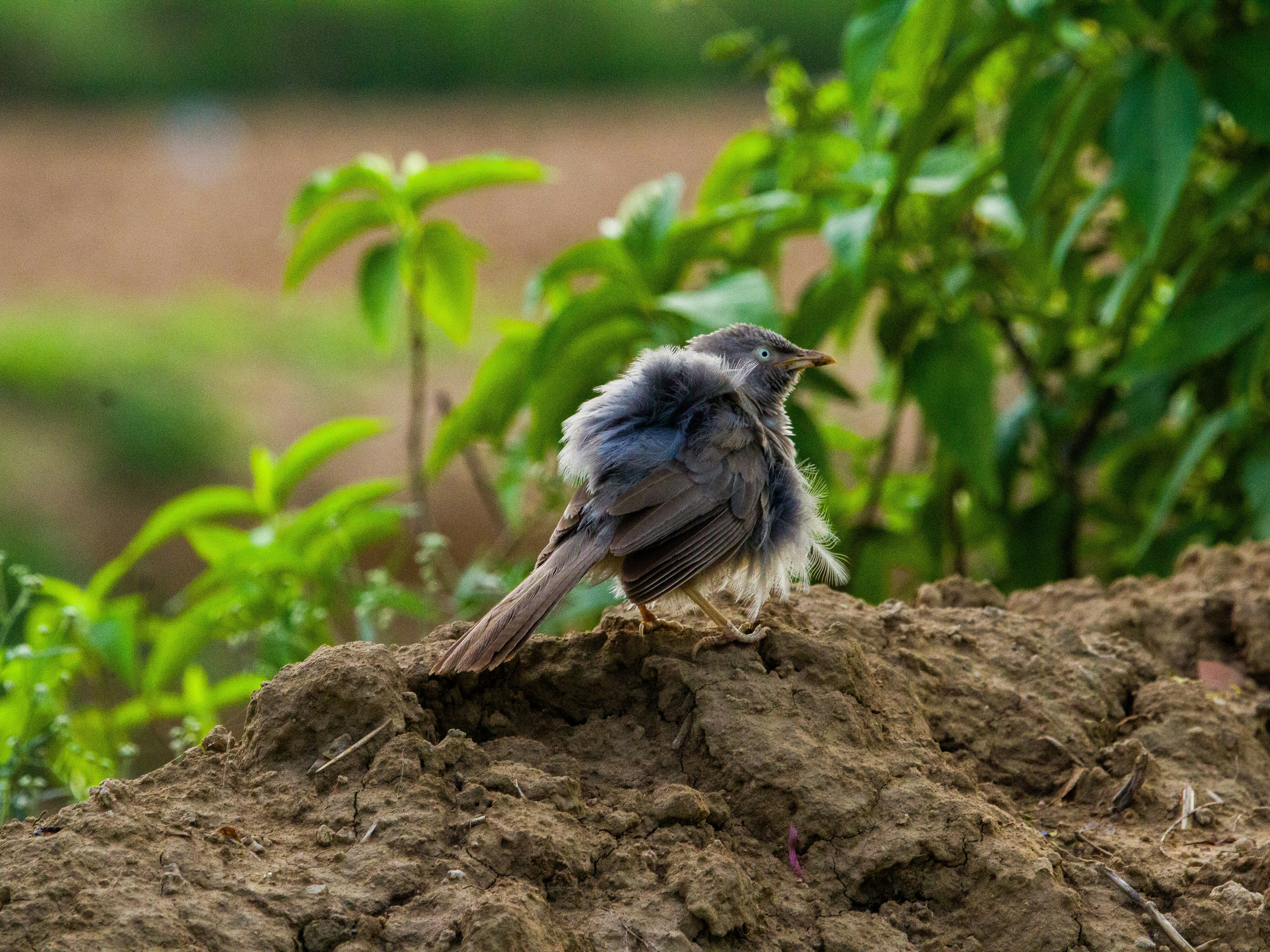 Un pequeño pájaro con plumas erizadas se sienta en la tierra.