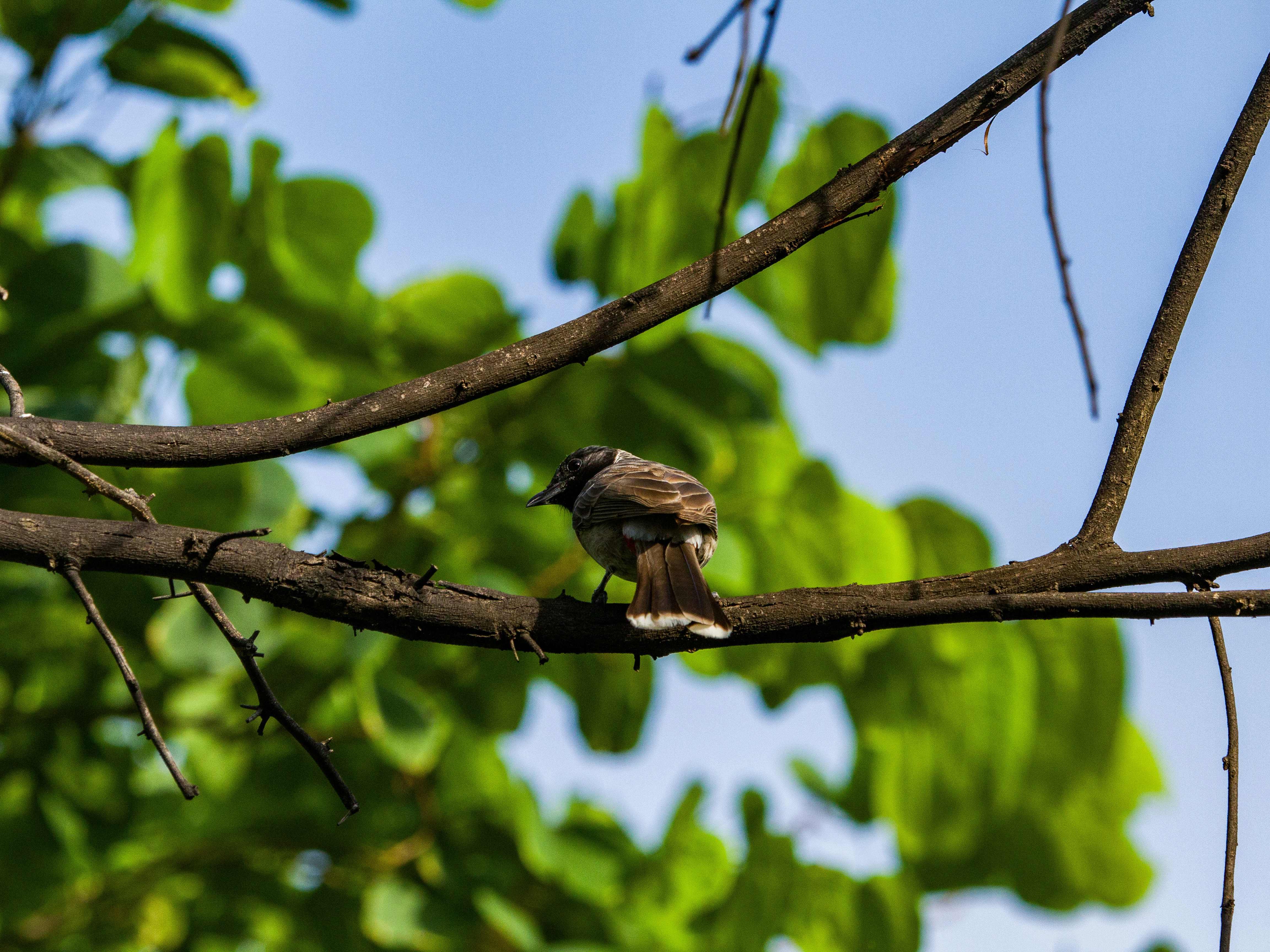 Photo by gupta_pranav28