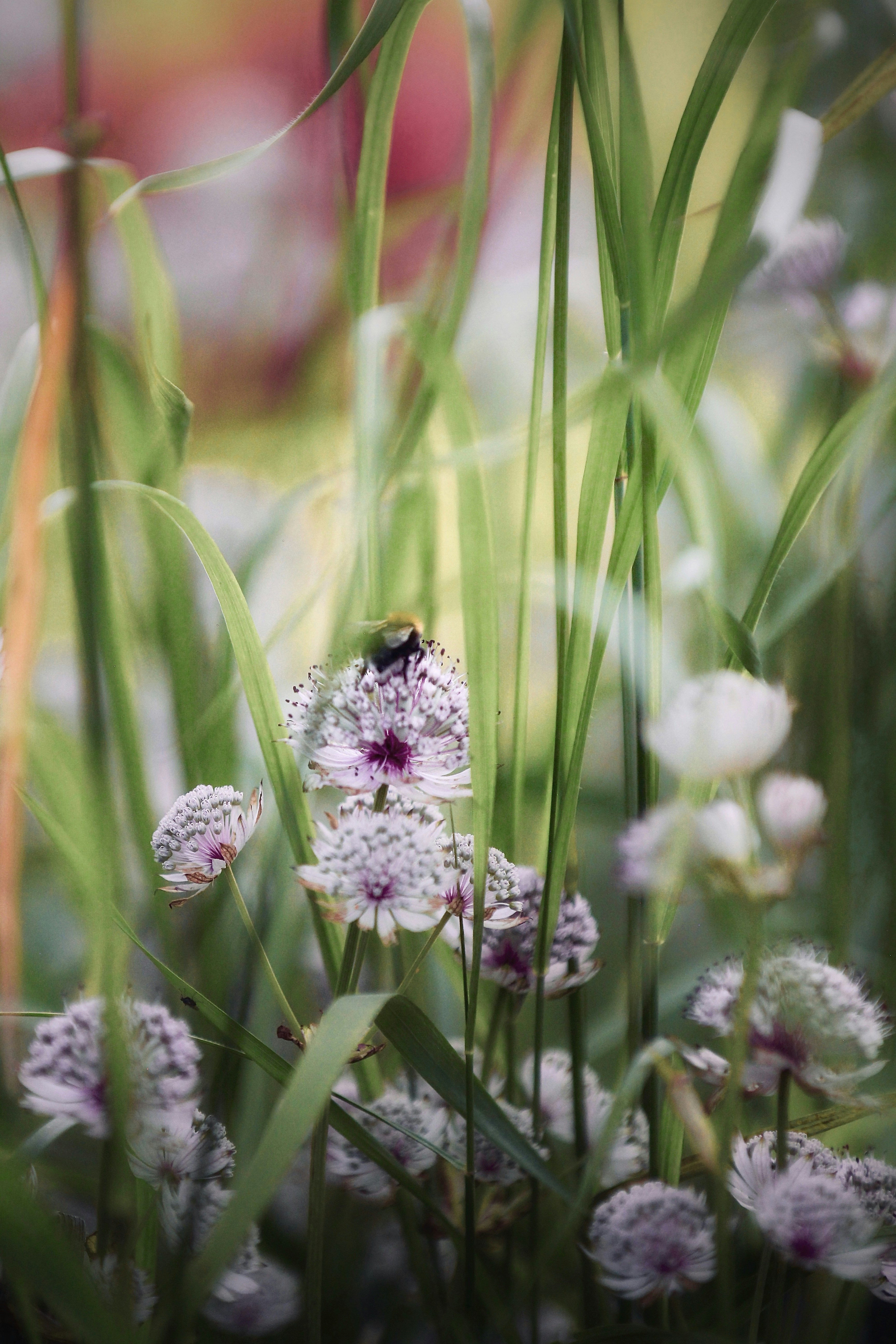 A bee rests on a cluster of delicate white flowers.