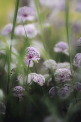 Close up van Astrantia tussen andere vaste planten