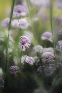Close up van Astrantia tussen andere vaste planten