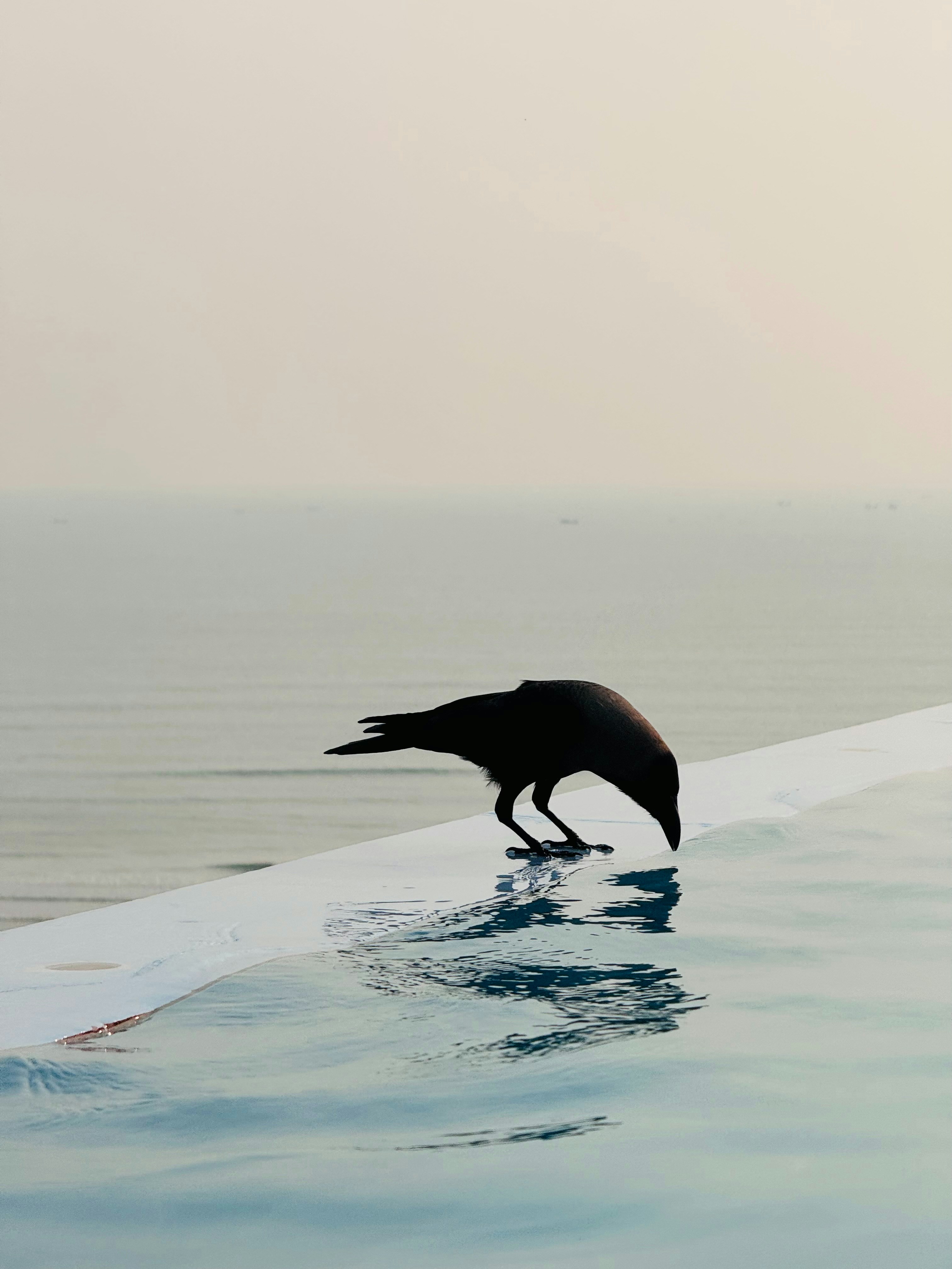 8 Saltwater Pool Skimming Tips That Save Time