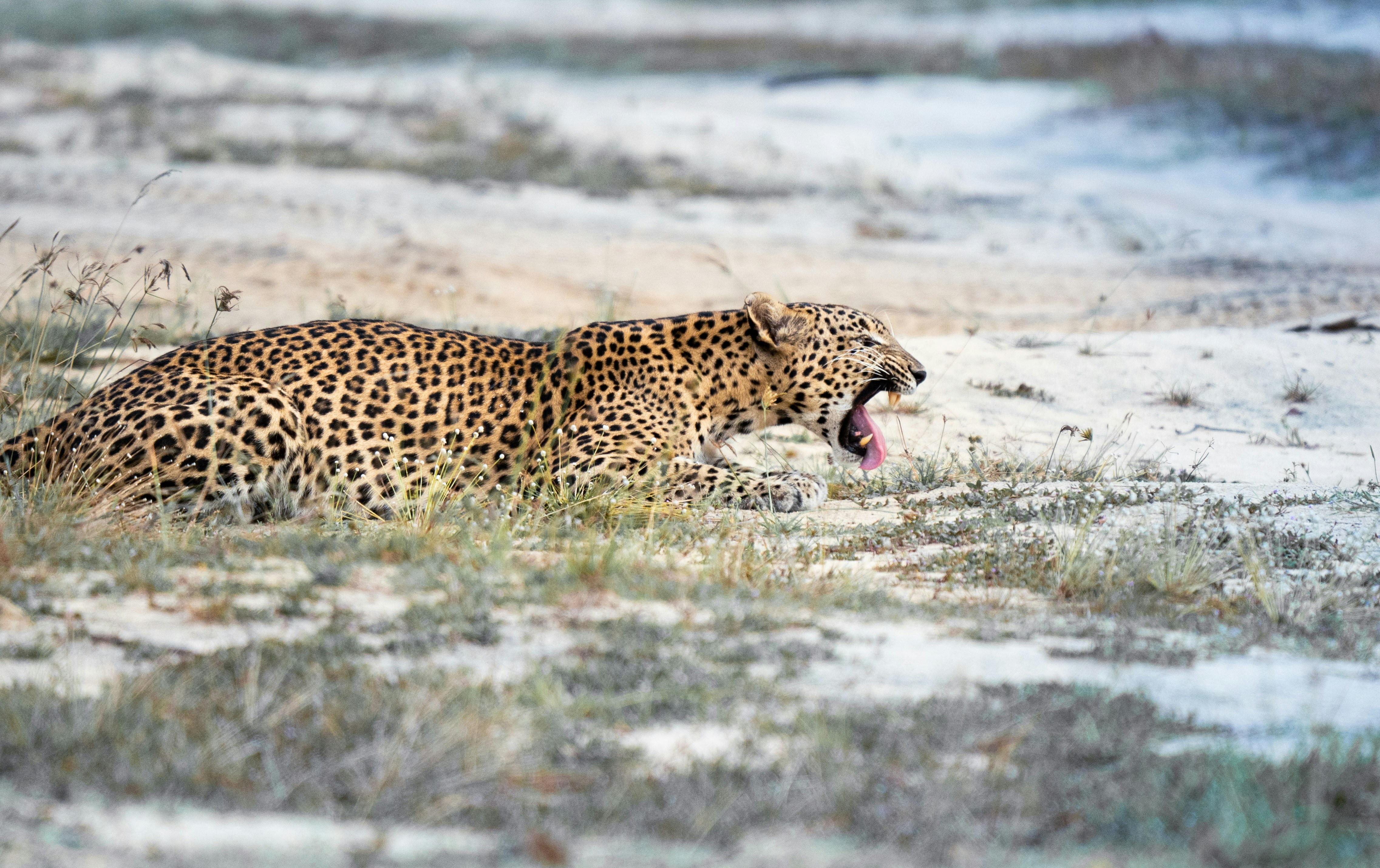 Leopard yawning in a dry, grassy landscape.