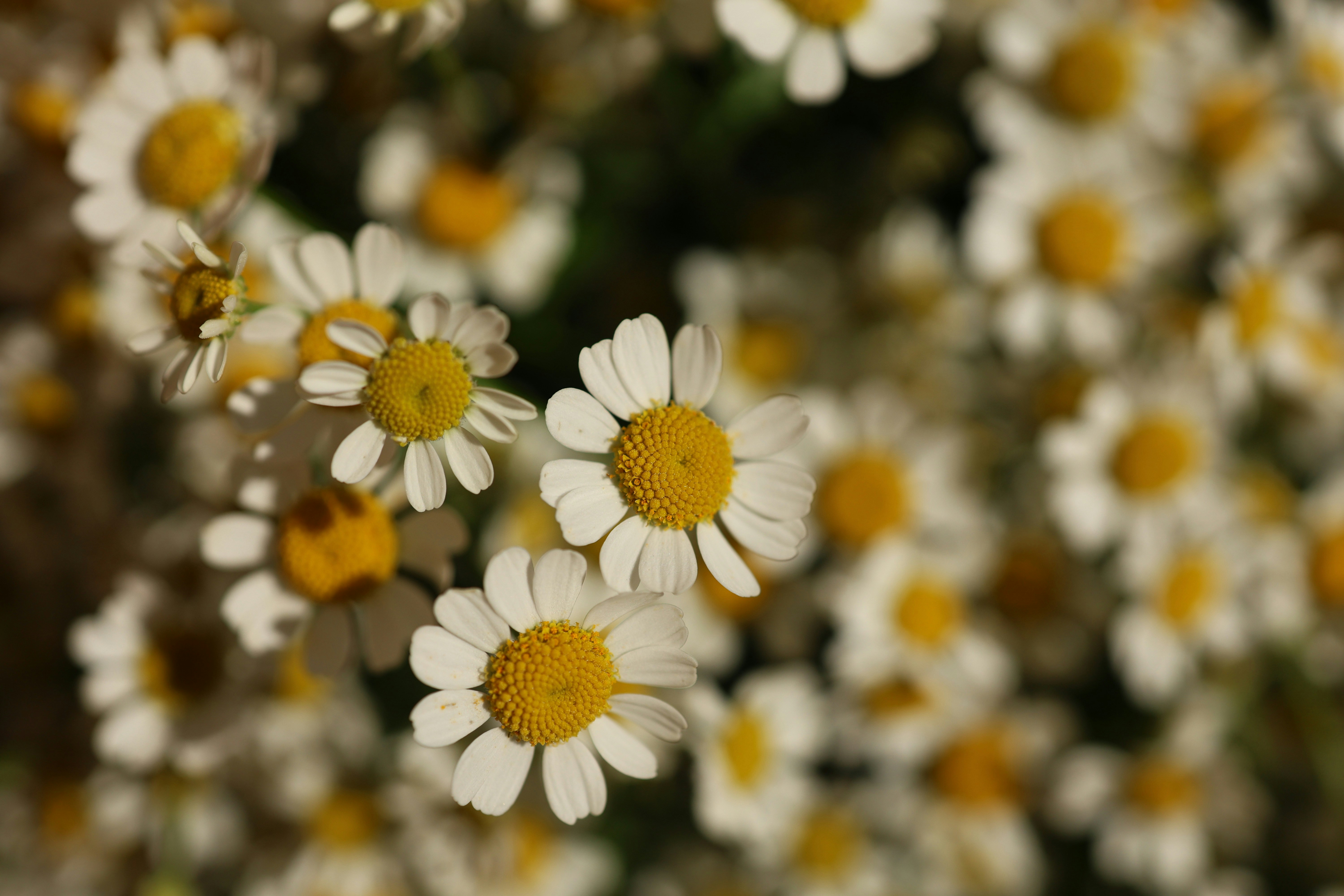 A close-up of many white chamomile flowers with yellow centers.