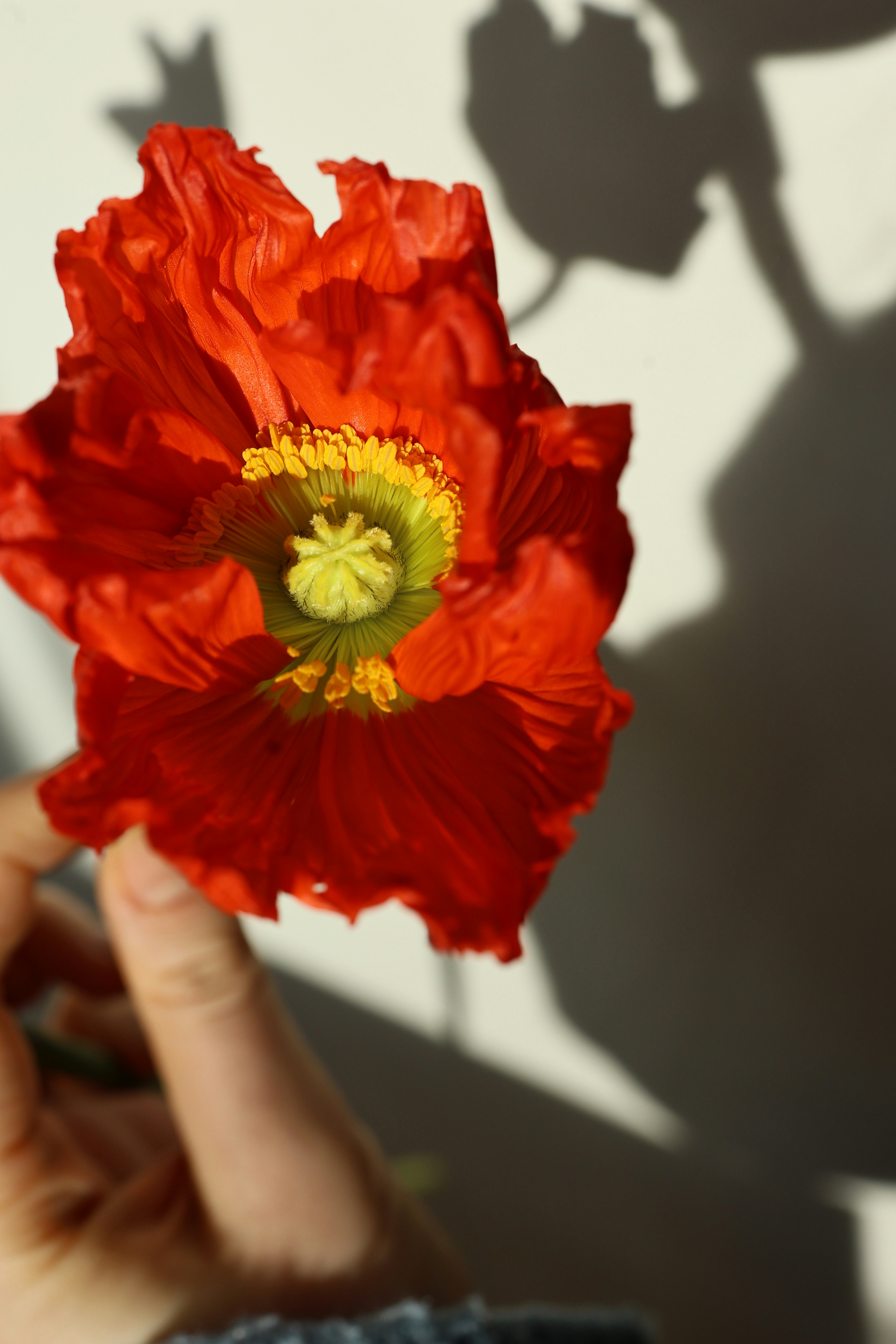 A hand holds a vibrant red poppy flower.