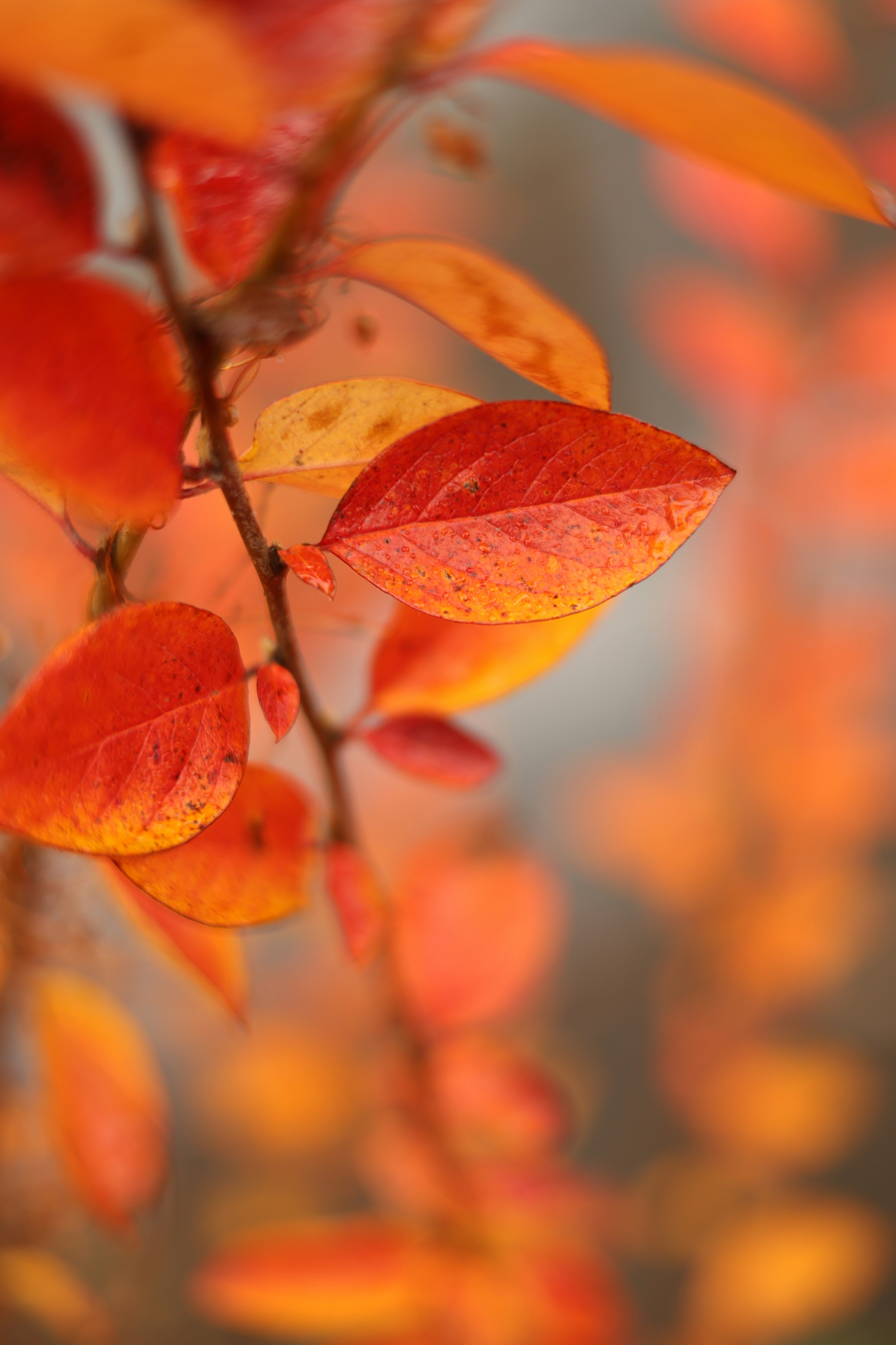 Vibrant orange leaves on a branch in autumn.