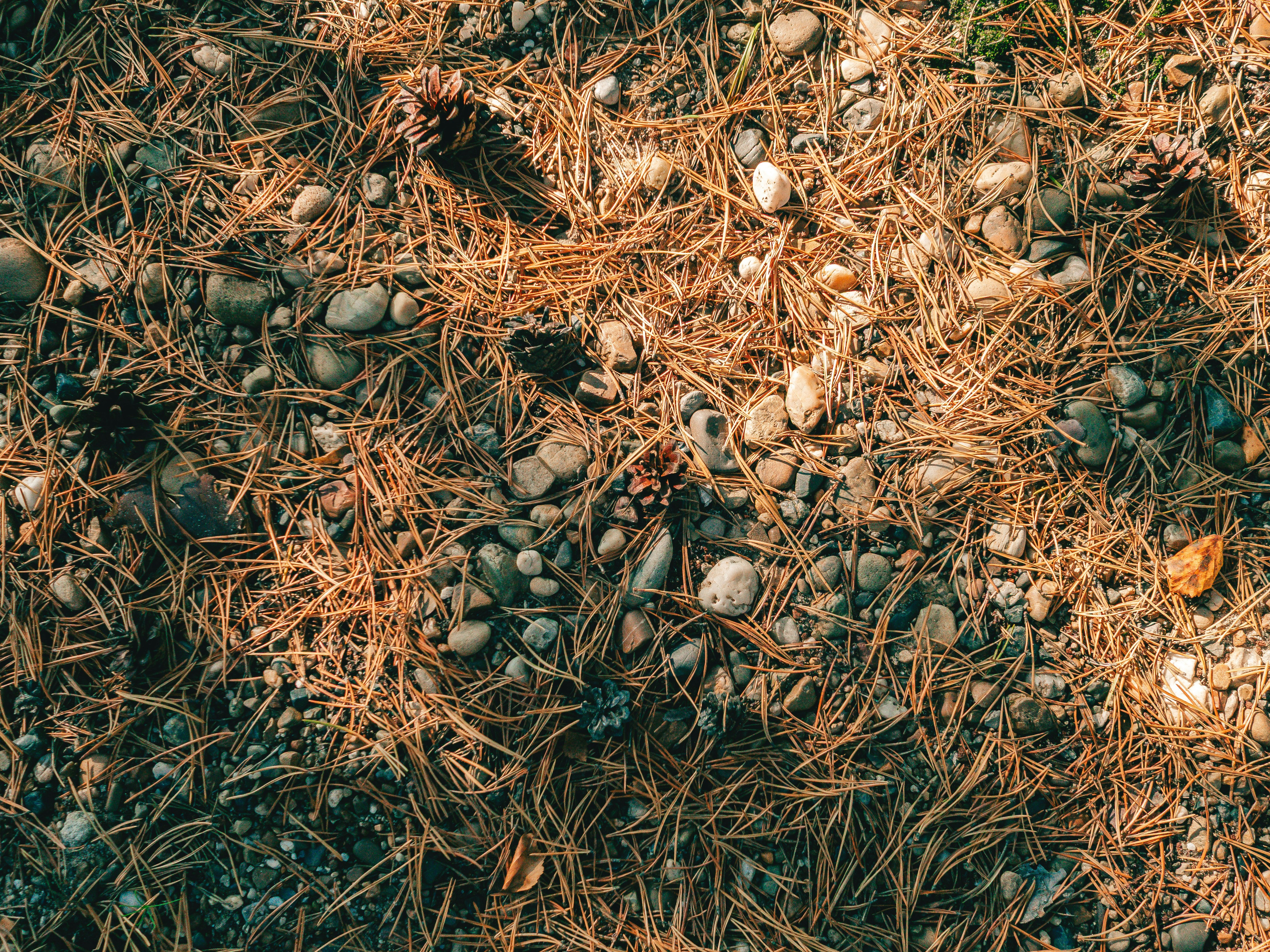 Pine needles and cones scattered on the forest floor.
