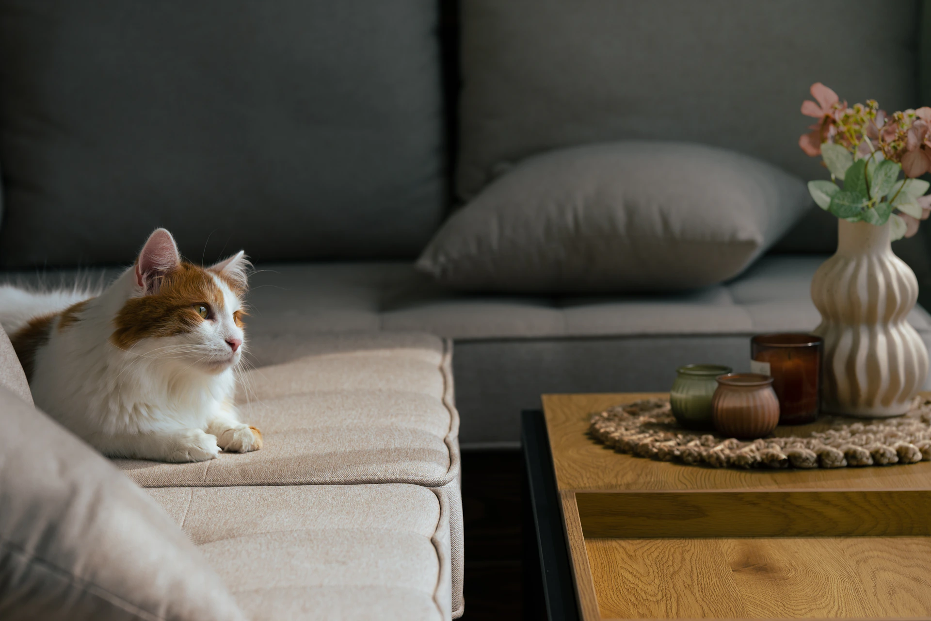 A white and orange cat rests on a sofa