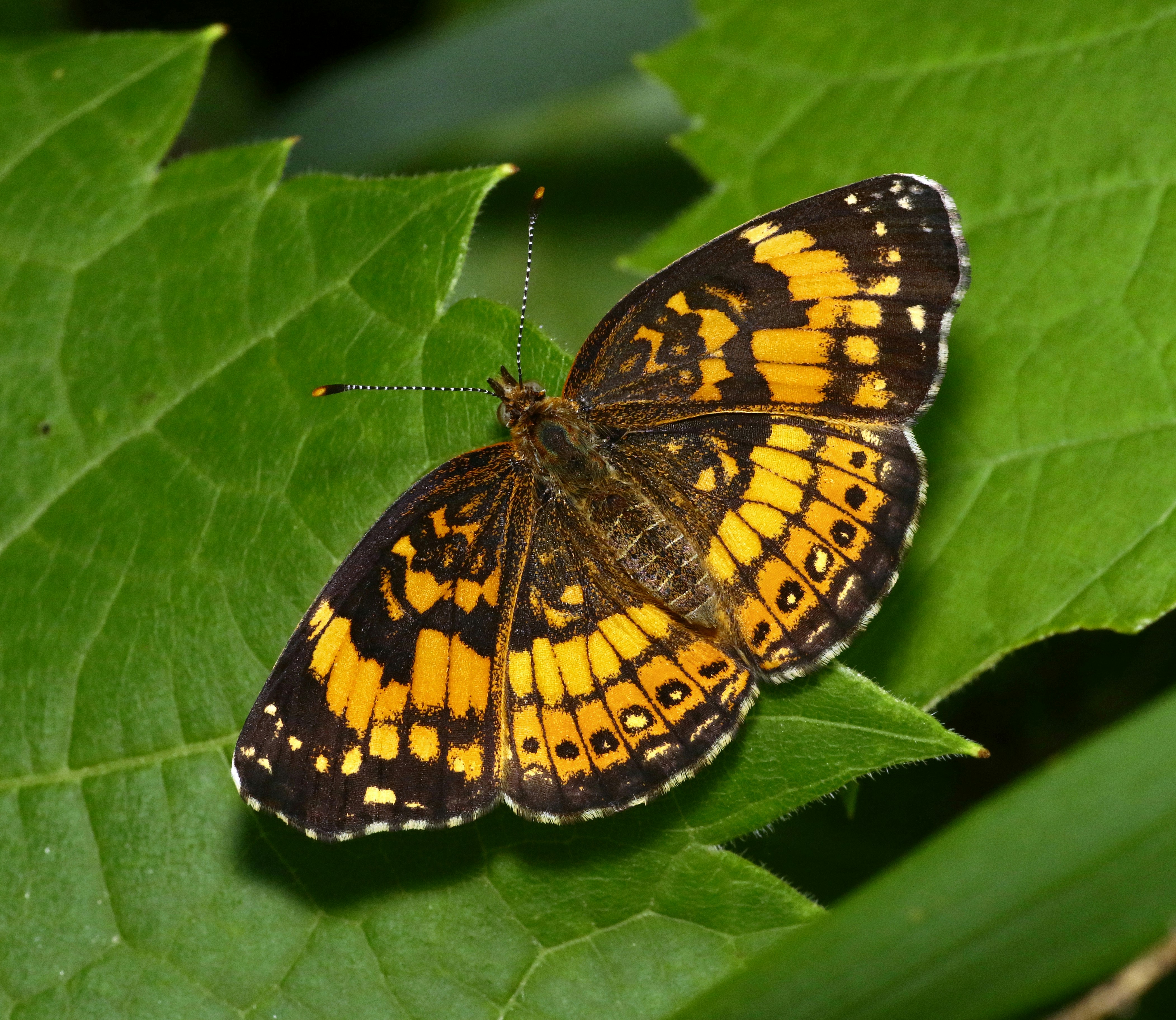 Photo by telliottmbamsc