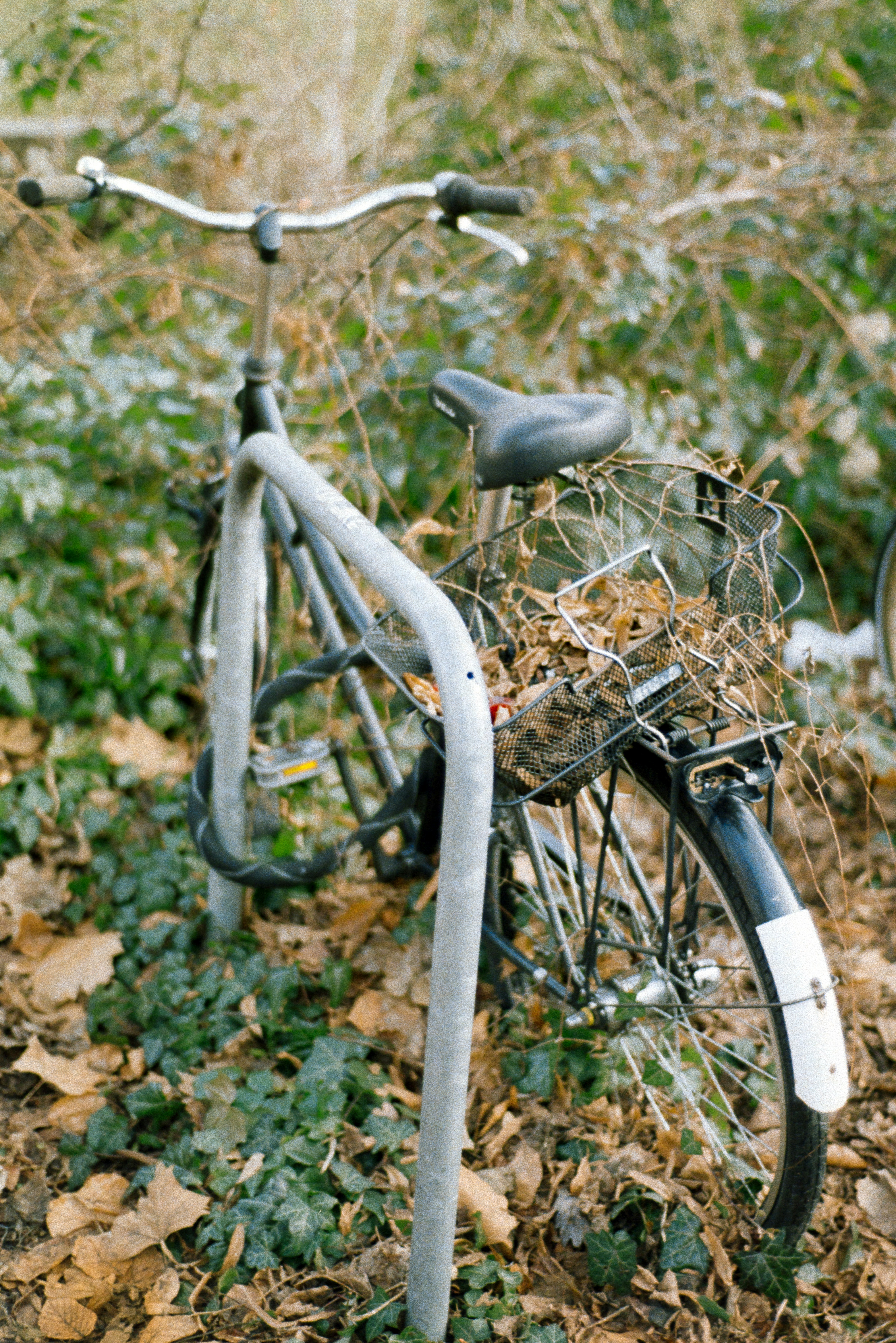 Bicycle parked amongst fallen autumn leaves.