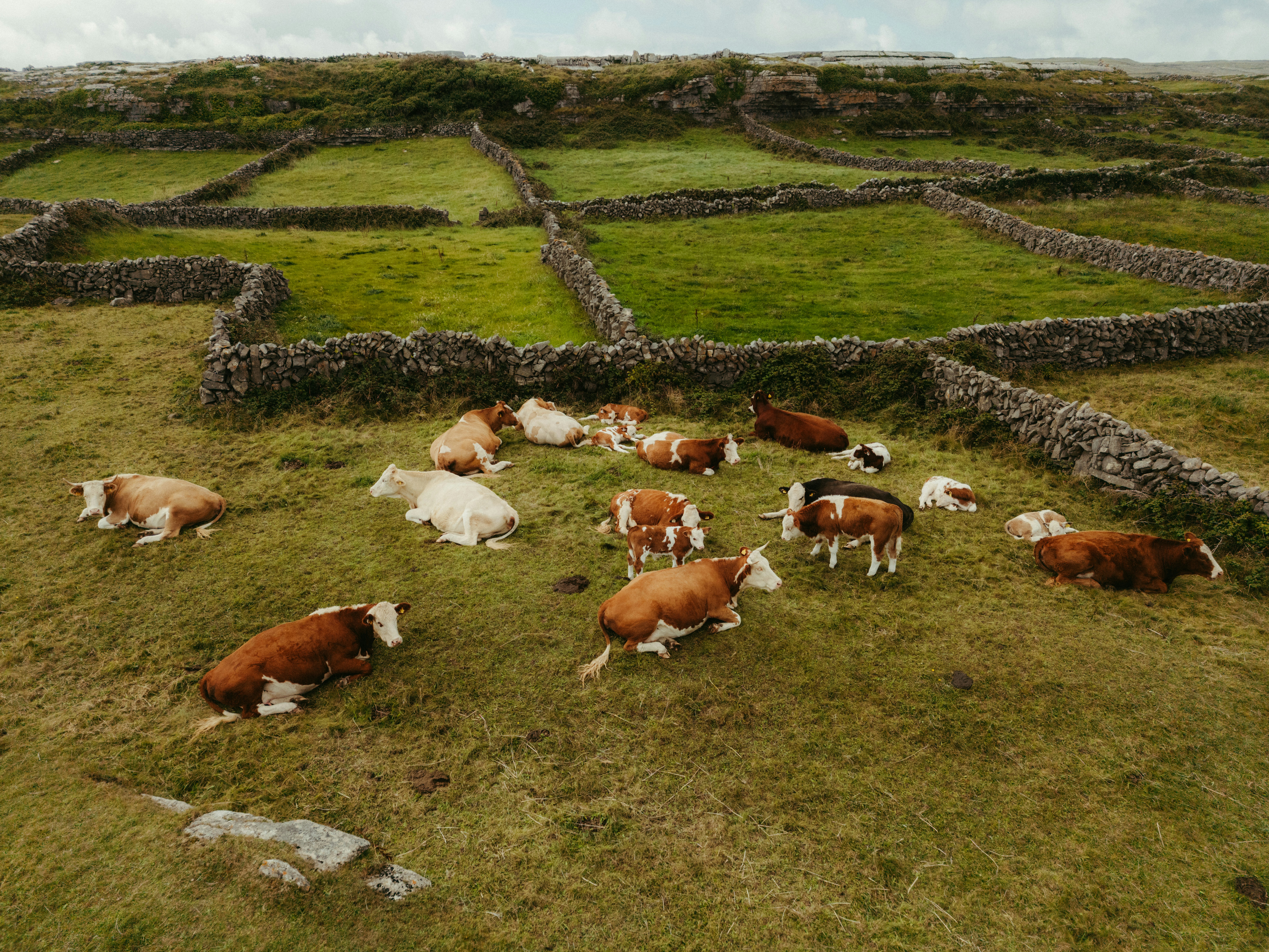 Cows resting in a green pasture with stone walls.