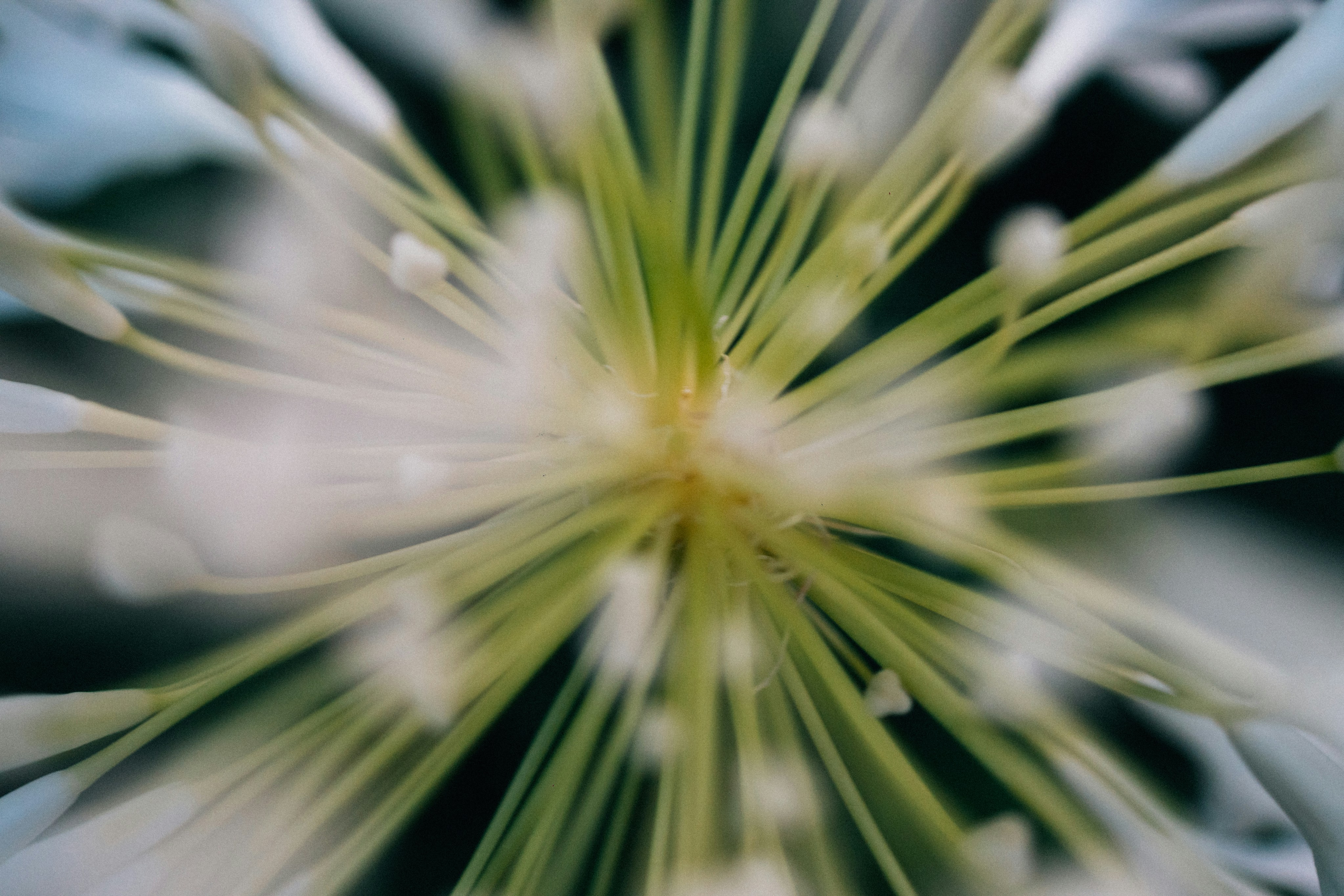 Photo by tsuyoshikozu