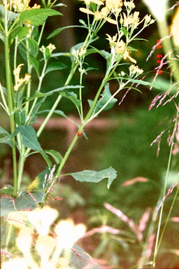 A ladybug on a green plant with yellow flowers.