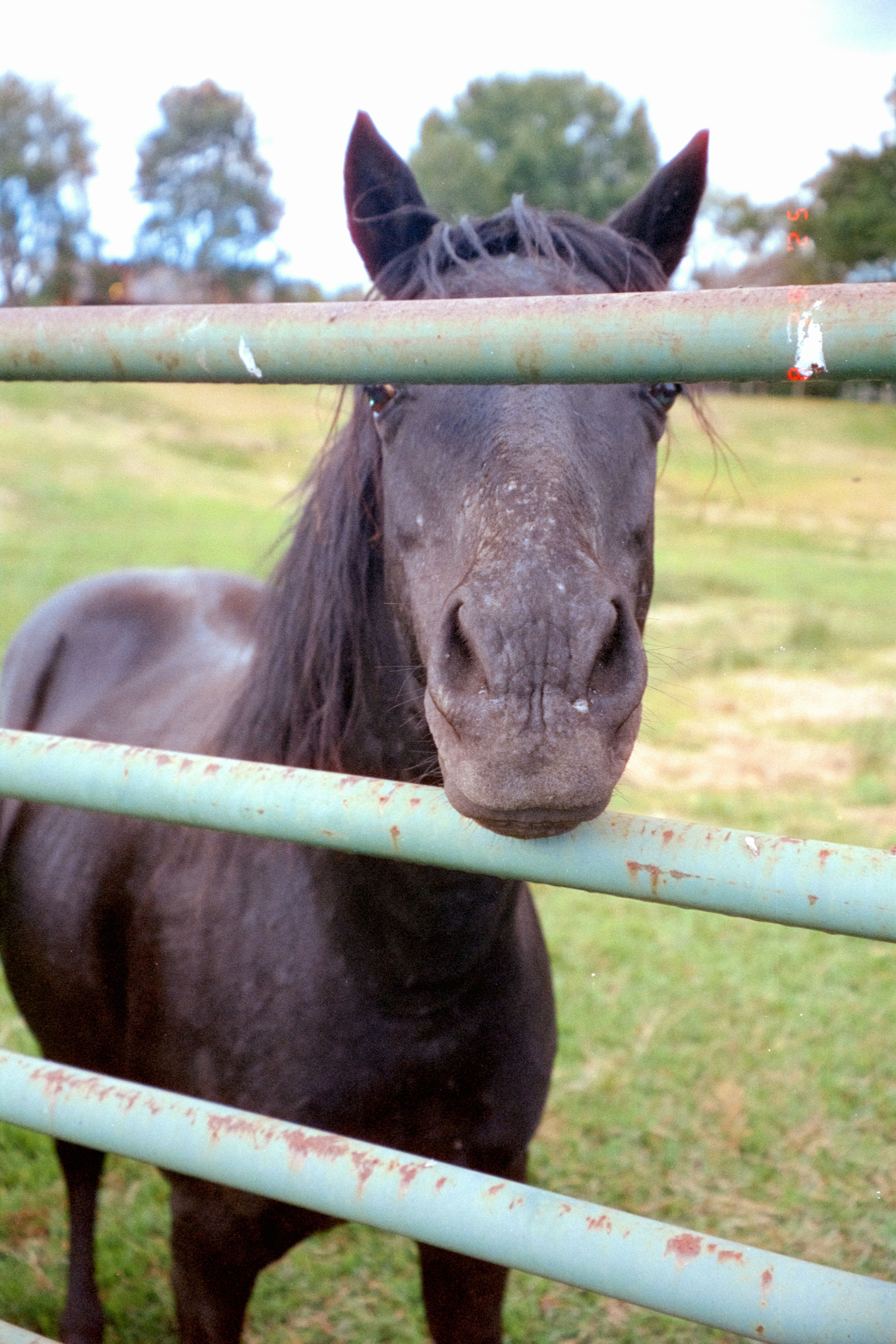 A dark horse peeks through a green metal fence.