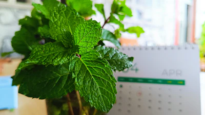 Indoor Herb Garden India Kitchen Coriander Mint Curry Leaf