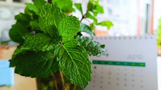 Fresh mint leaves in a vase with a calendar.