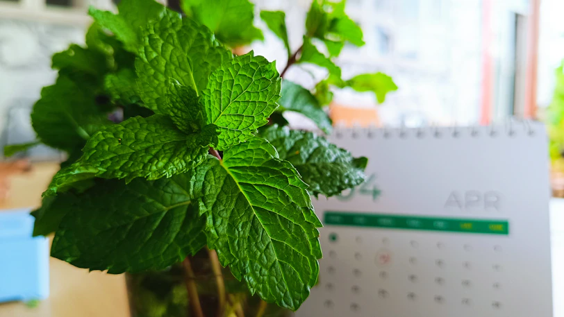 Fresh mint leaves in a vase with a calendar.