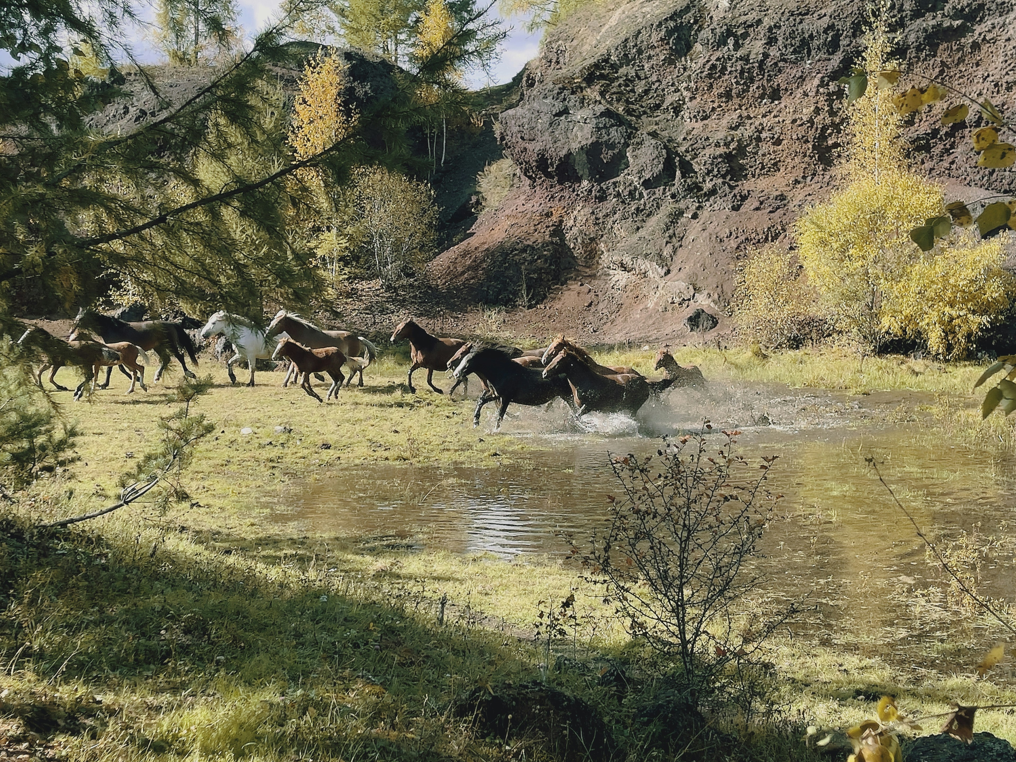 清らかな水と美しい野生動物