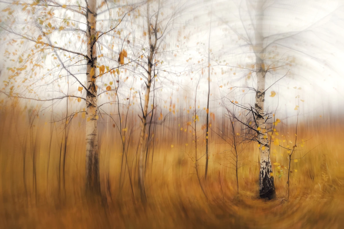 Forêt dorée d'automne