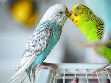 Two budgies touching beaks on a cage.