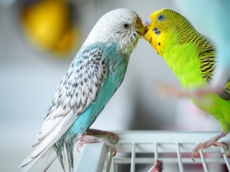 Two budgies touching beaks on a cage.