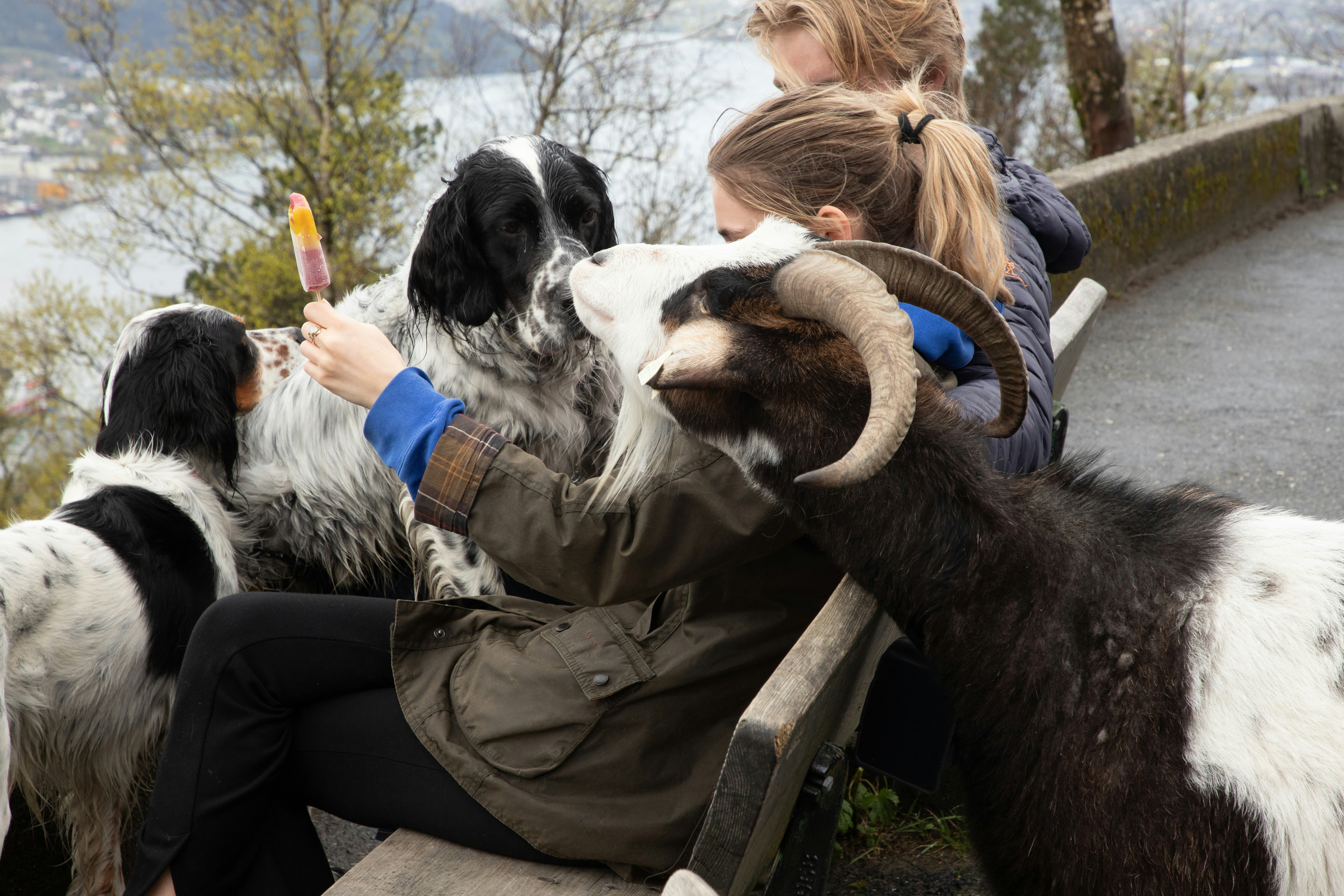 Gut Instincts: When to Be Concerned About Your Dog's Diet