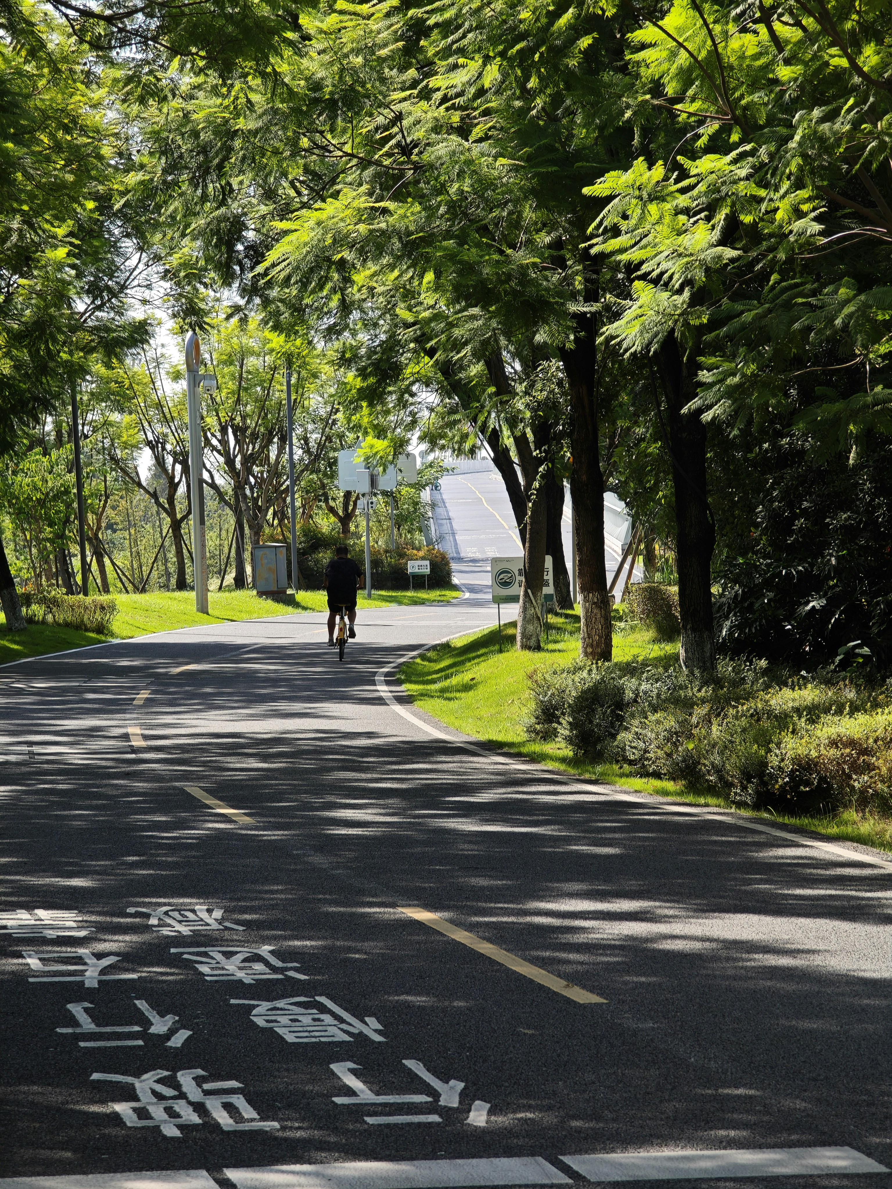 Person cycling on a tree-lined road with shadows
